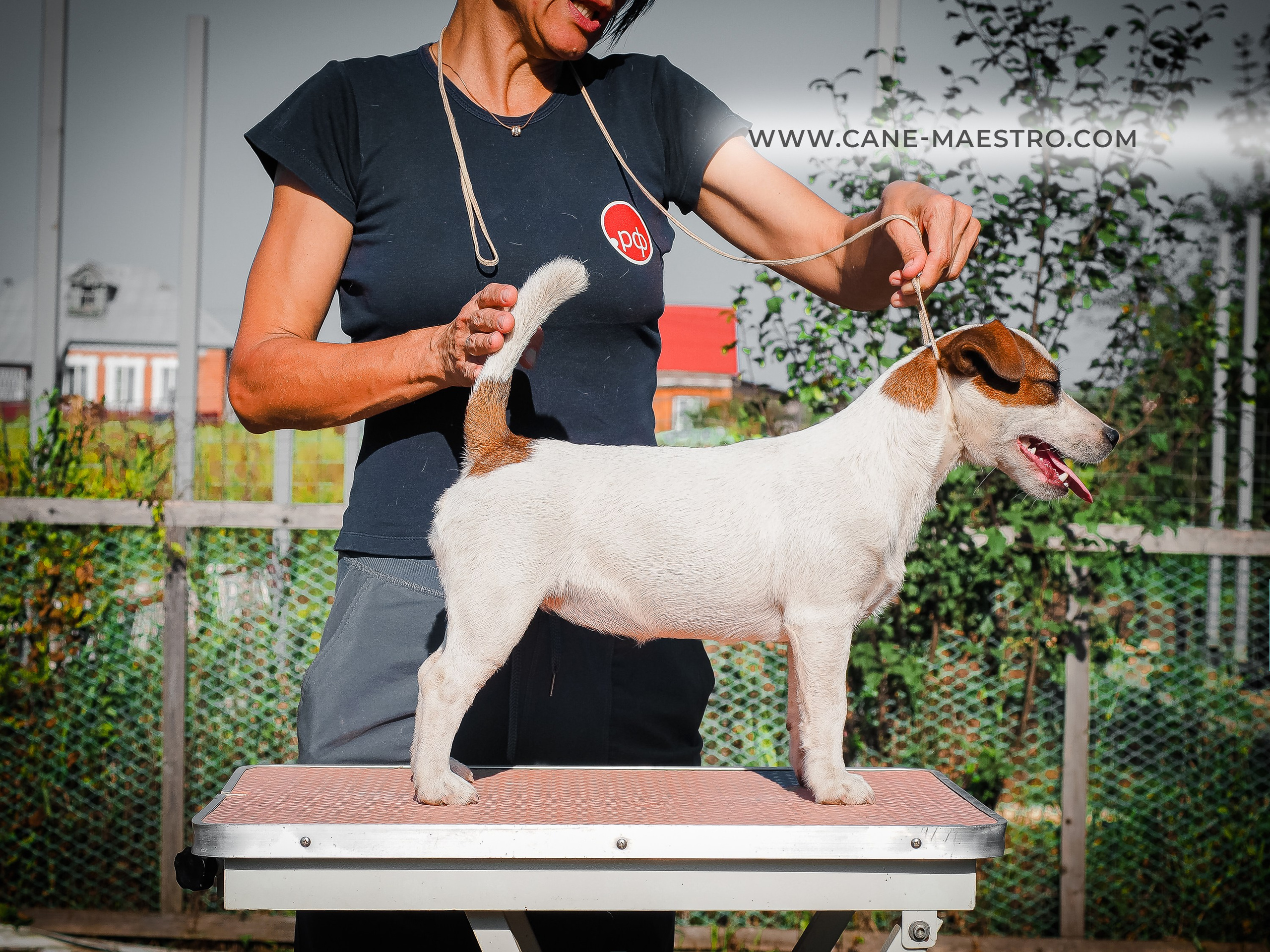 Щенок Джек-рассел-терьер. КМ ФЕРИТЕЙЛ. Гладкий джек рассел. Девочка№1. КАНЕ МАЭСТРО — питомник Джек рассел терьеров