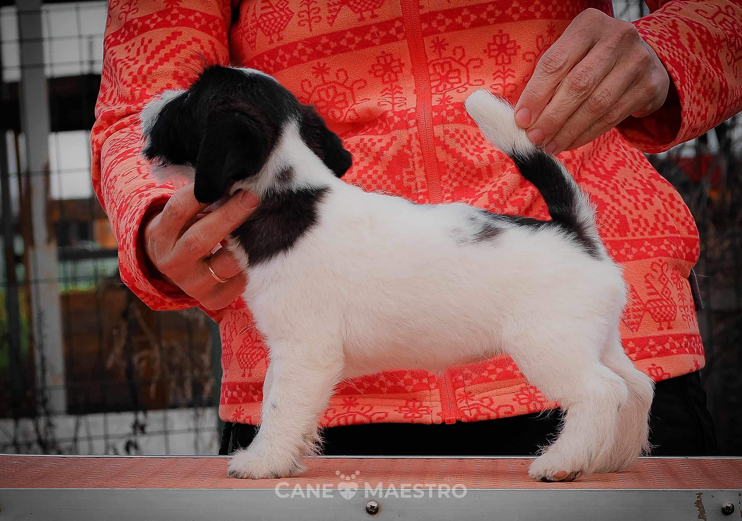 СУКА1_ЧЕРН_27_08_25. КАНЕ МАЭСТРО — питомник Джек рассел терьеров