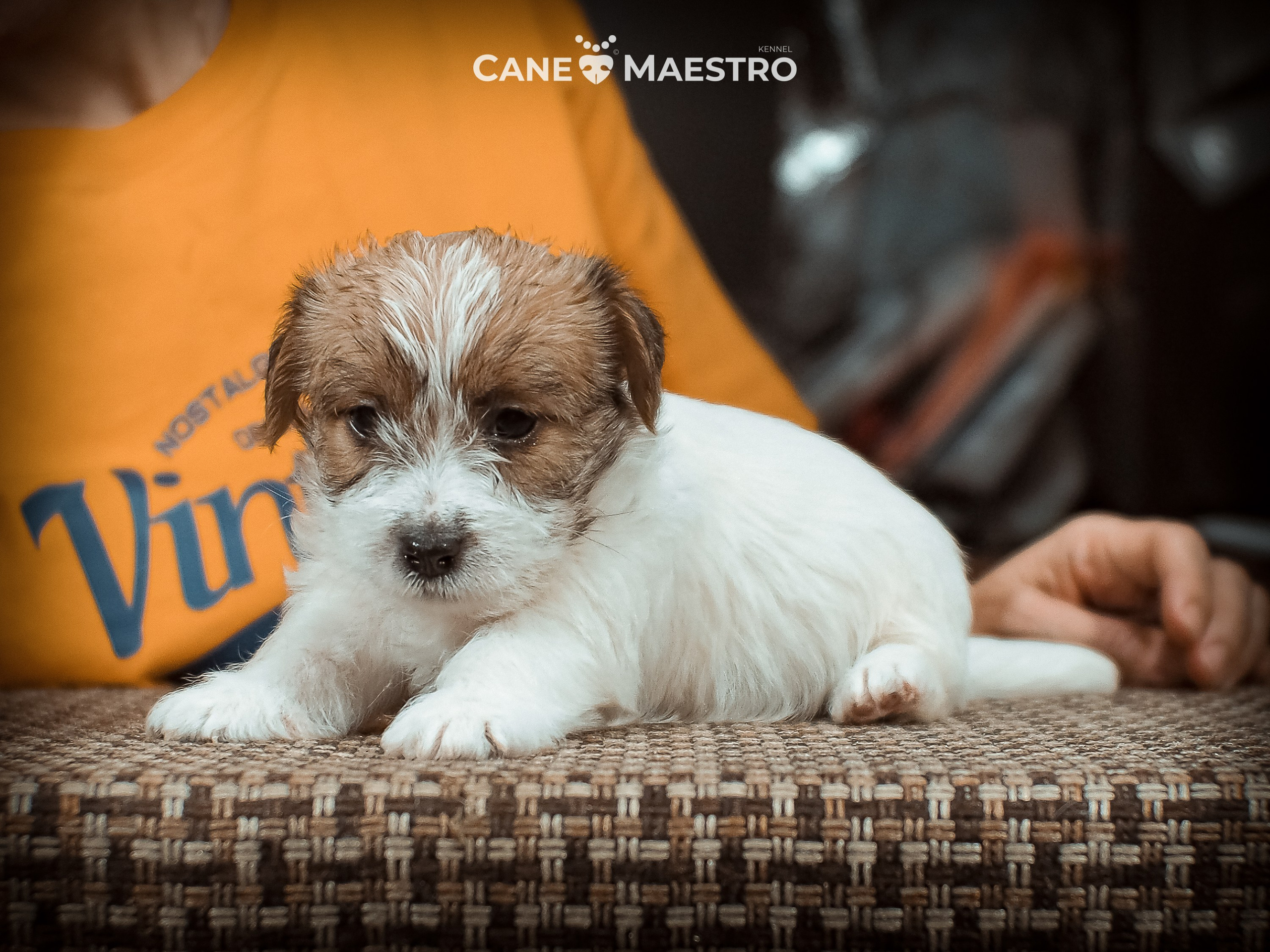 КОБ_2_Б_21_01_25. CANE MAESTRO — kennel Jack Russell Terrier