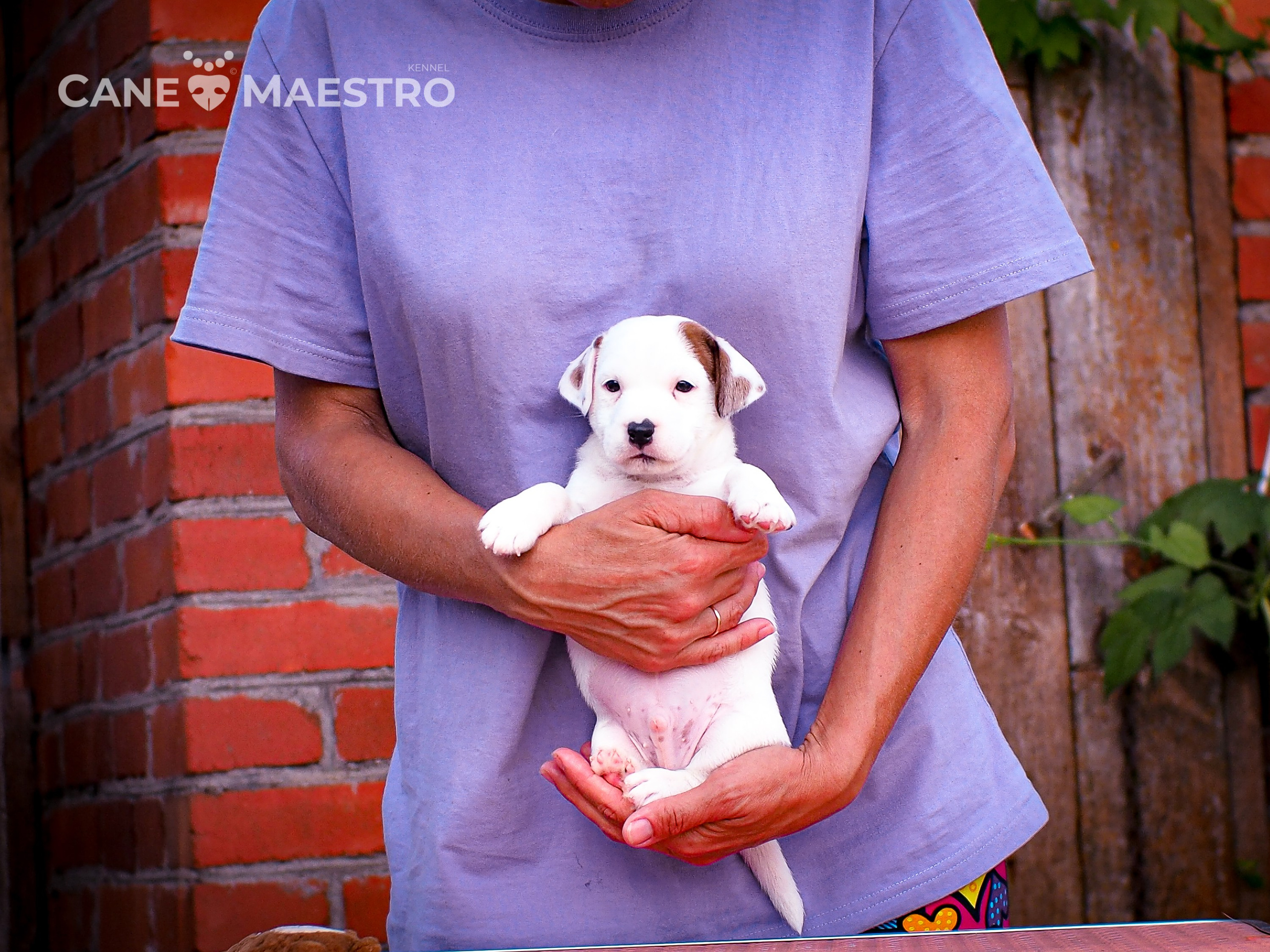 ЭСКИМО_MALE. CANE MAESTRO — kennel Jack Russell Terrier