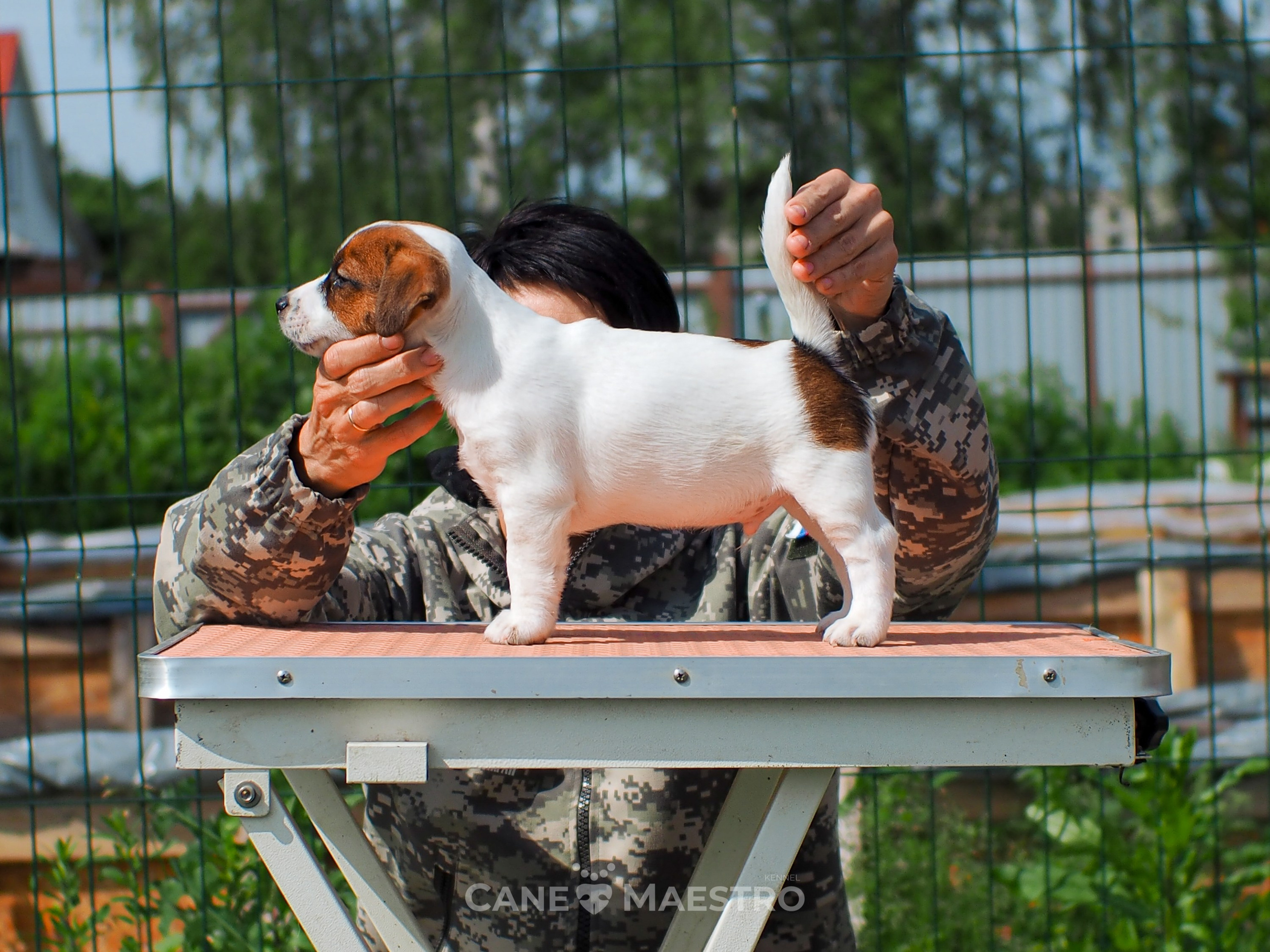 Ш_2_MALE_SHERY_BRANDY. CANE MAESTRO — kennel Jack Russell Terrier