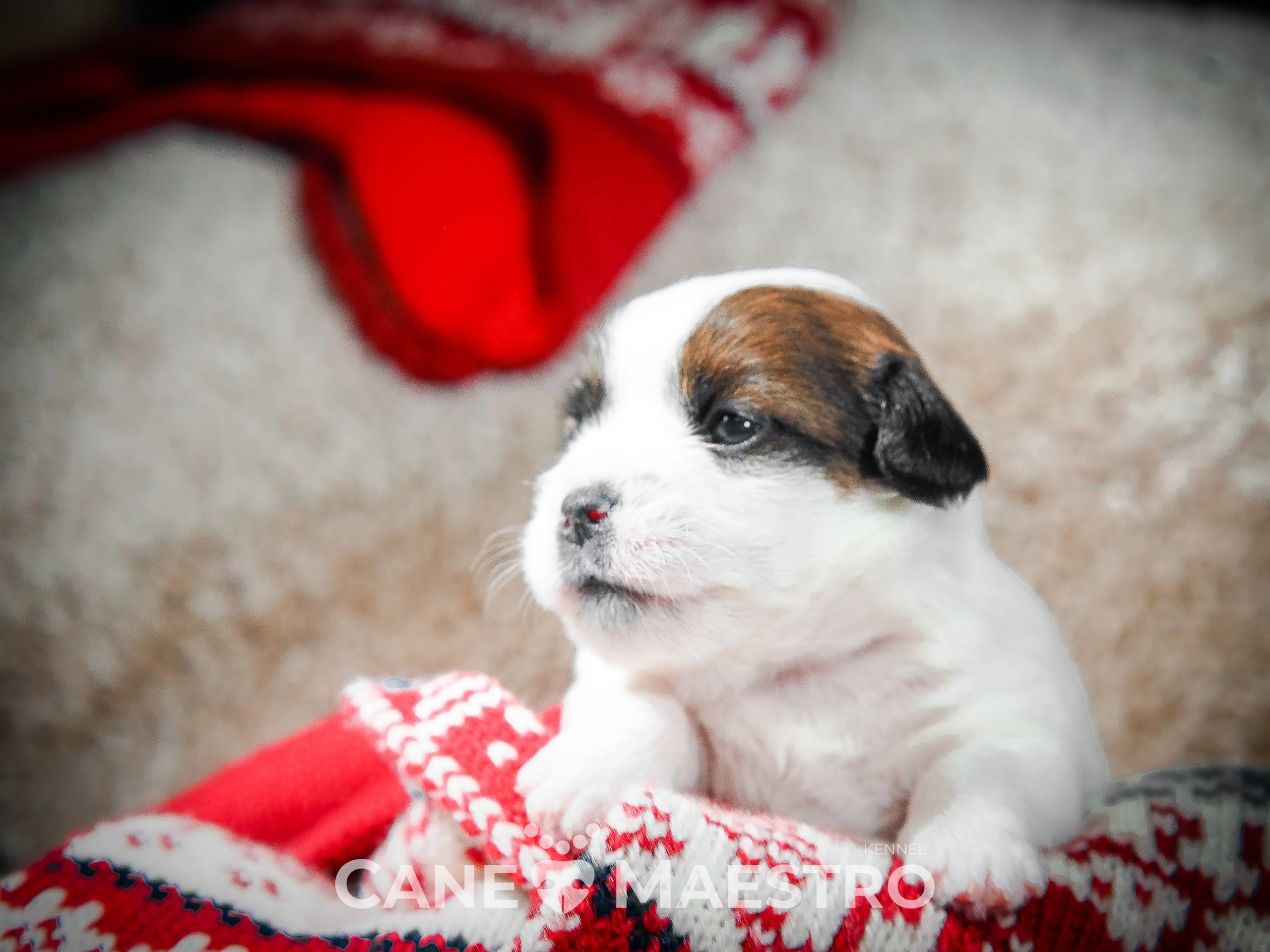 3_Девочка_СНЕЖНАЯ_Ц. CANE MAESTRO — kennel Jack Russell Terrier