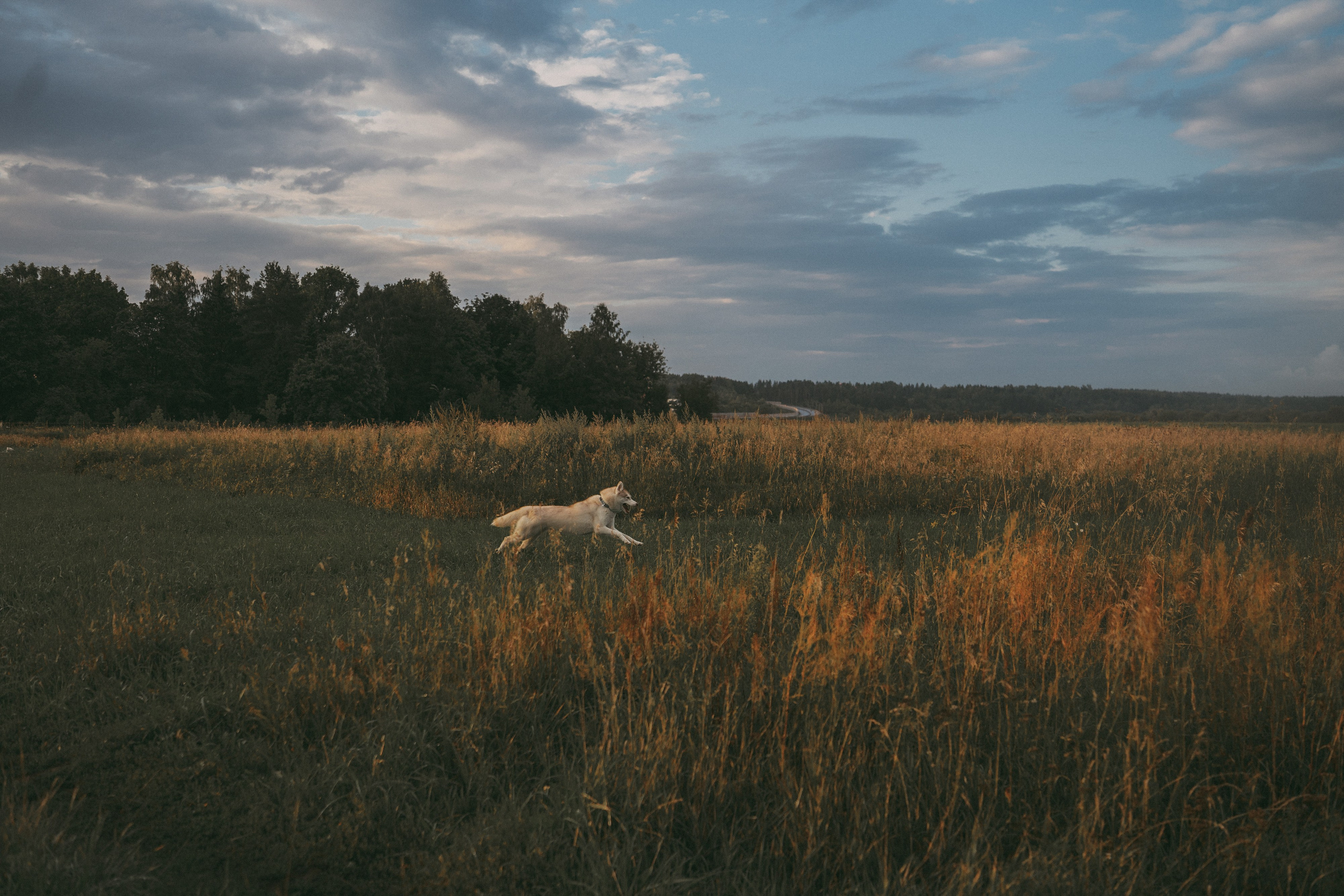 Мария и Джесси. Фотограф анималист в Москве и Санкт-Петербурге Свиридова Анна