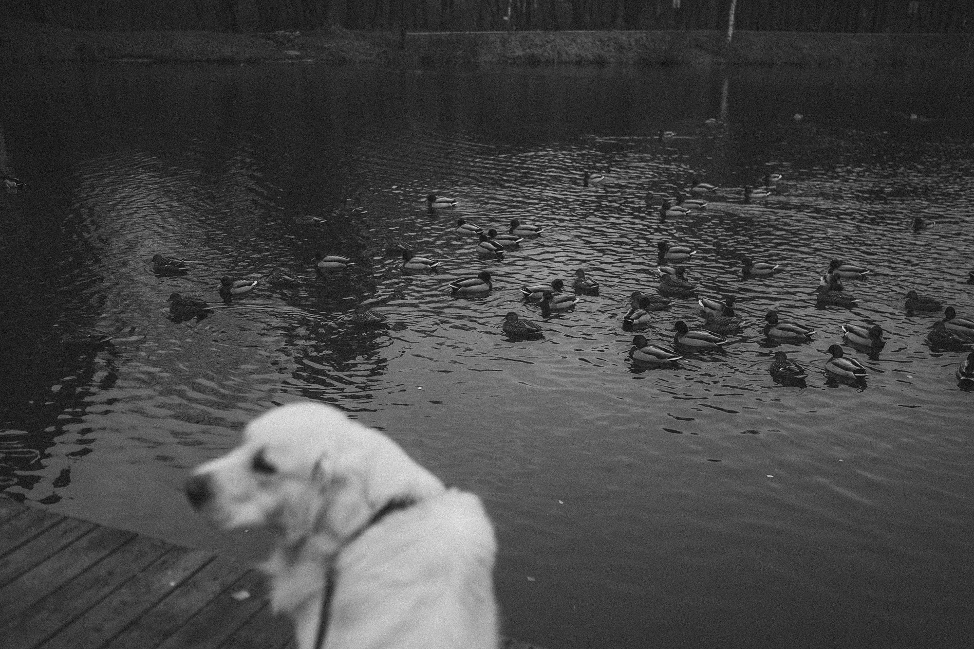 Лена и Мерлин. Фотограф анималист в Москве и Санкт-Петербурге Свиридова Анна
