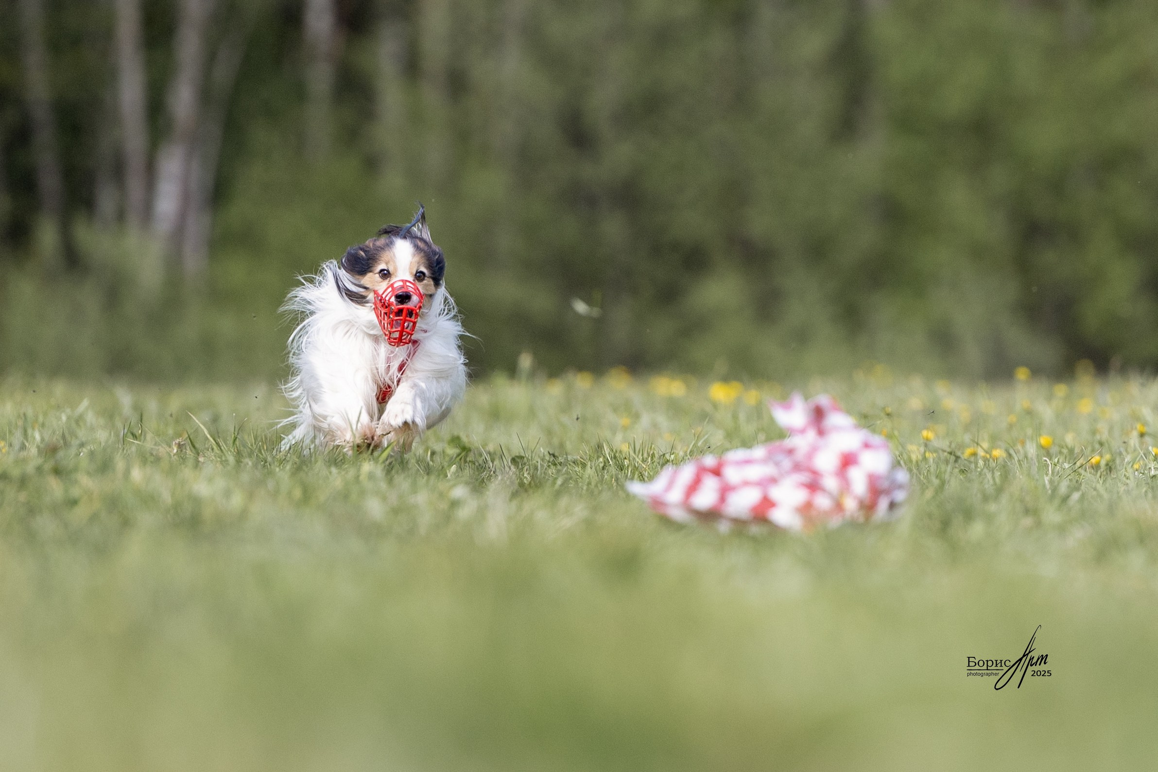 КУРСИНГ. Борис Артамонов фотограф — анималист. Москва