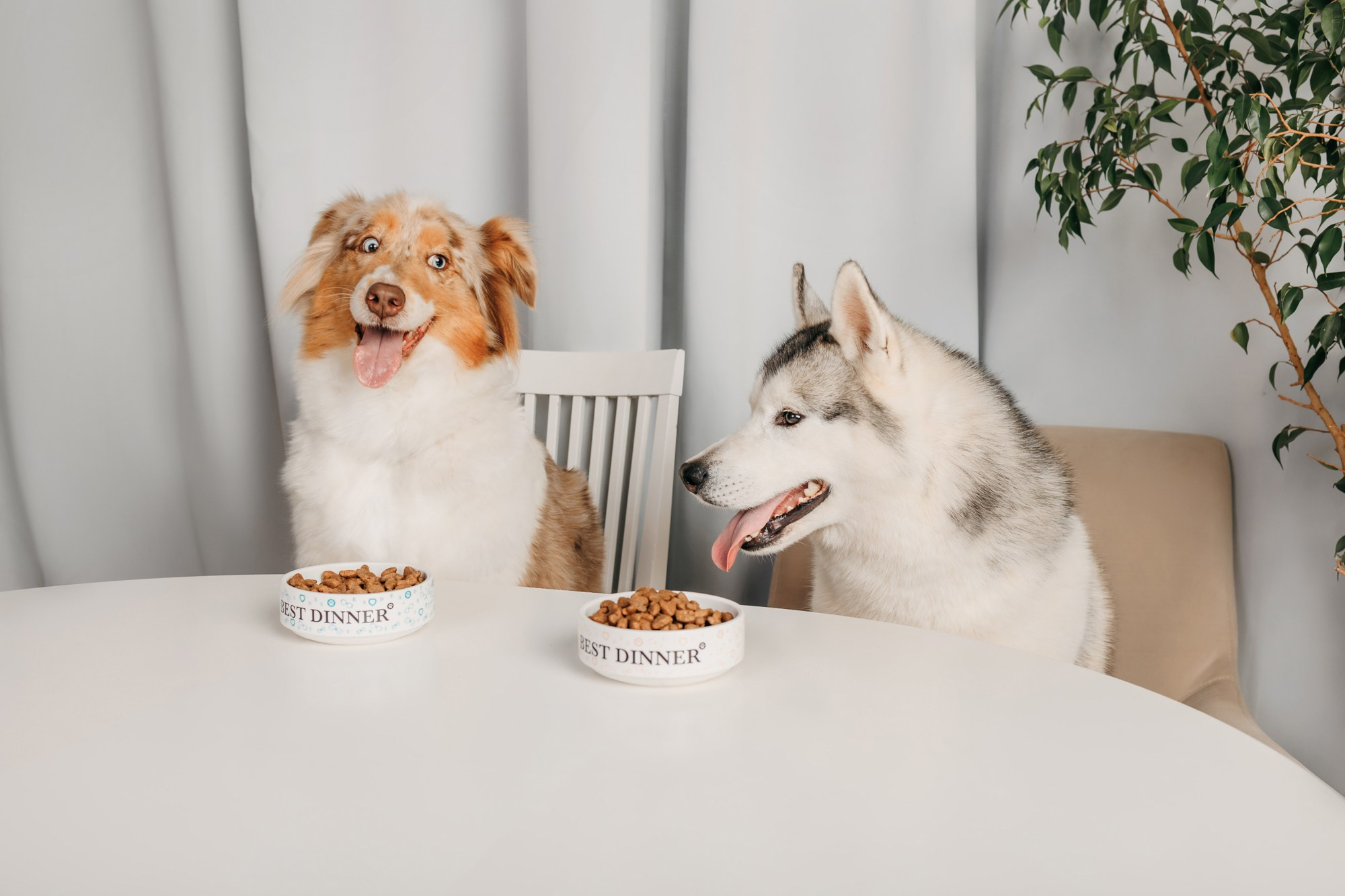 Корма Best Dinner. Фотограф-анималист Елена Радченко, Москва