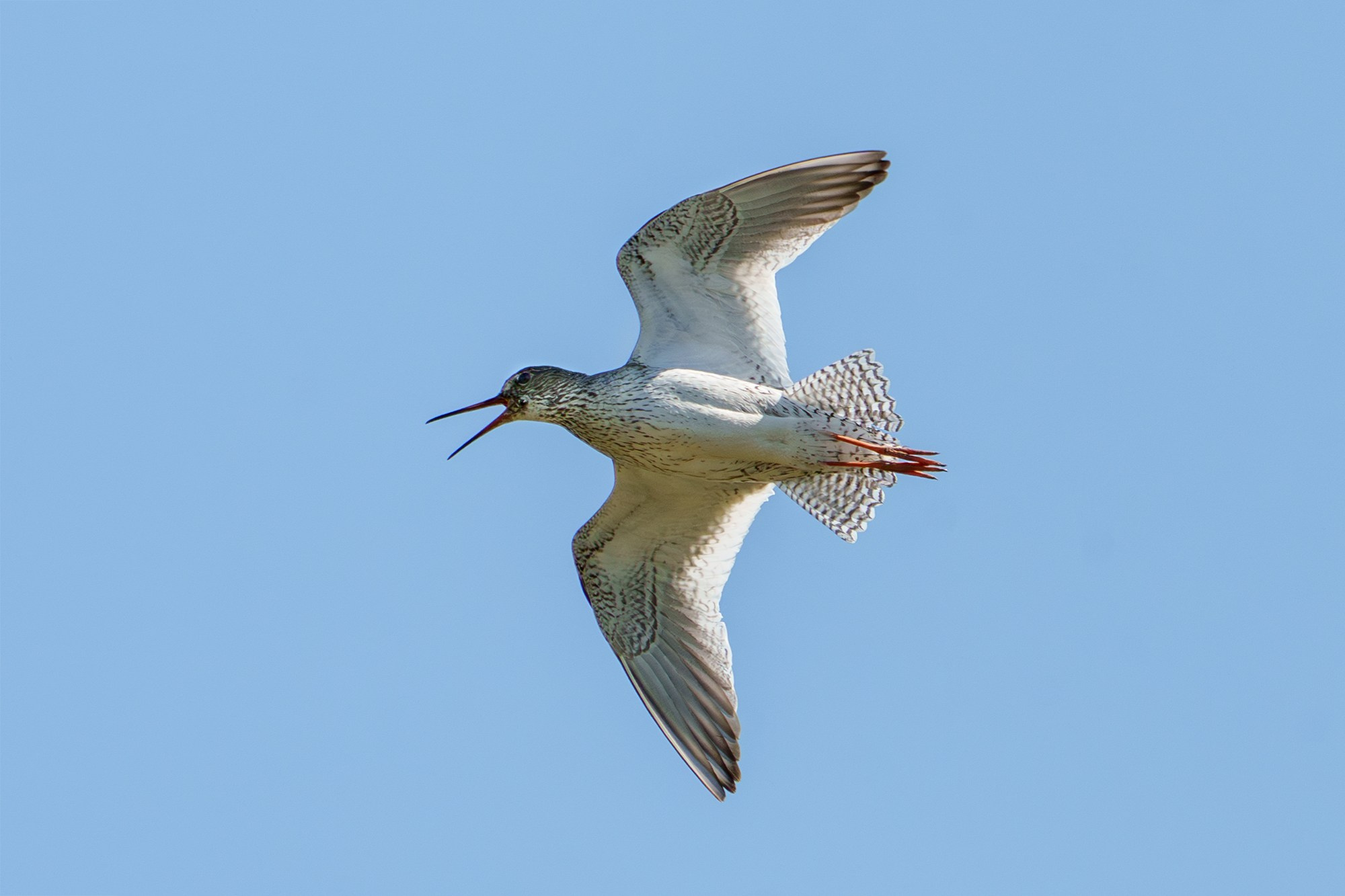 Удивительные мир птиц. Вокруг нас столько прекрасного — присмотритесь!. Ваш личный фотограф Марина Волкова