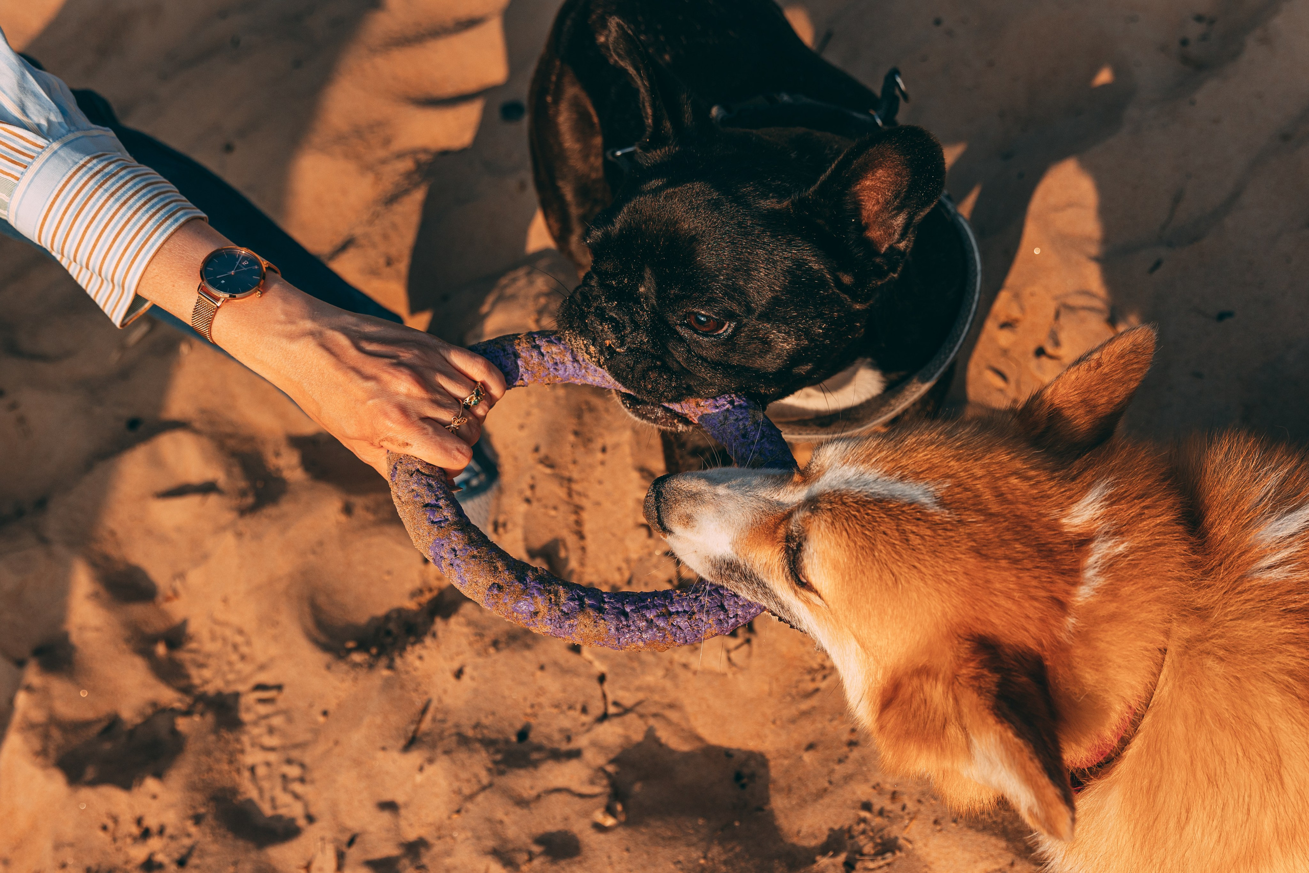 Семья Оли, Сестрорецк. Семейный фотограф в Санкт-Петербурге Алиса Мохова