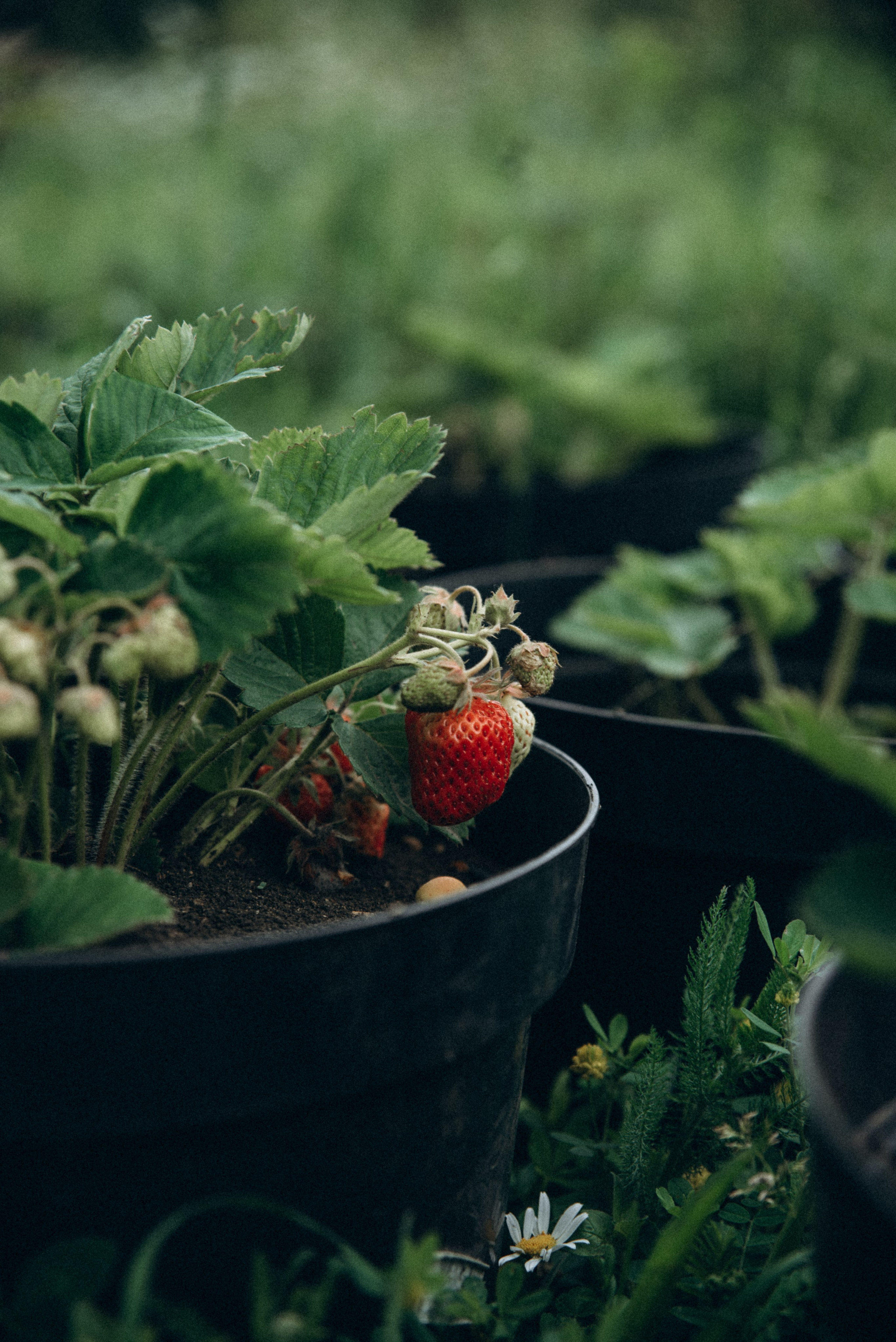 Медвежий приют, Мамкода, Грузия 🇬🇪 «Honey Trip». Anita_photo