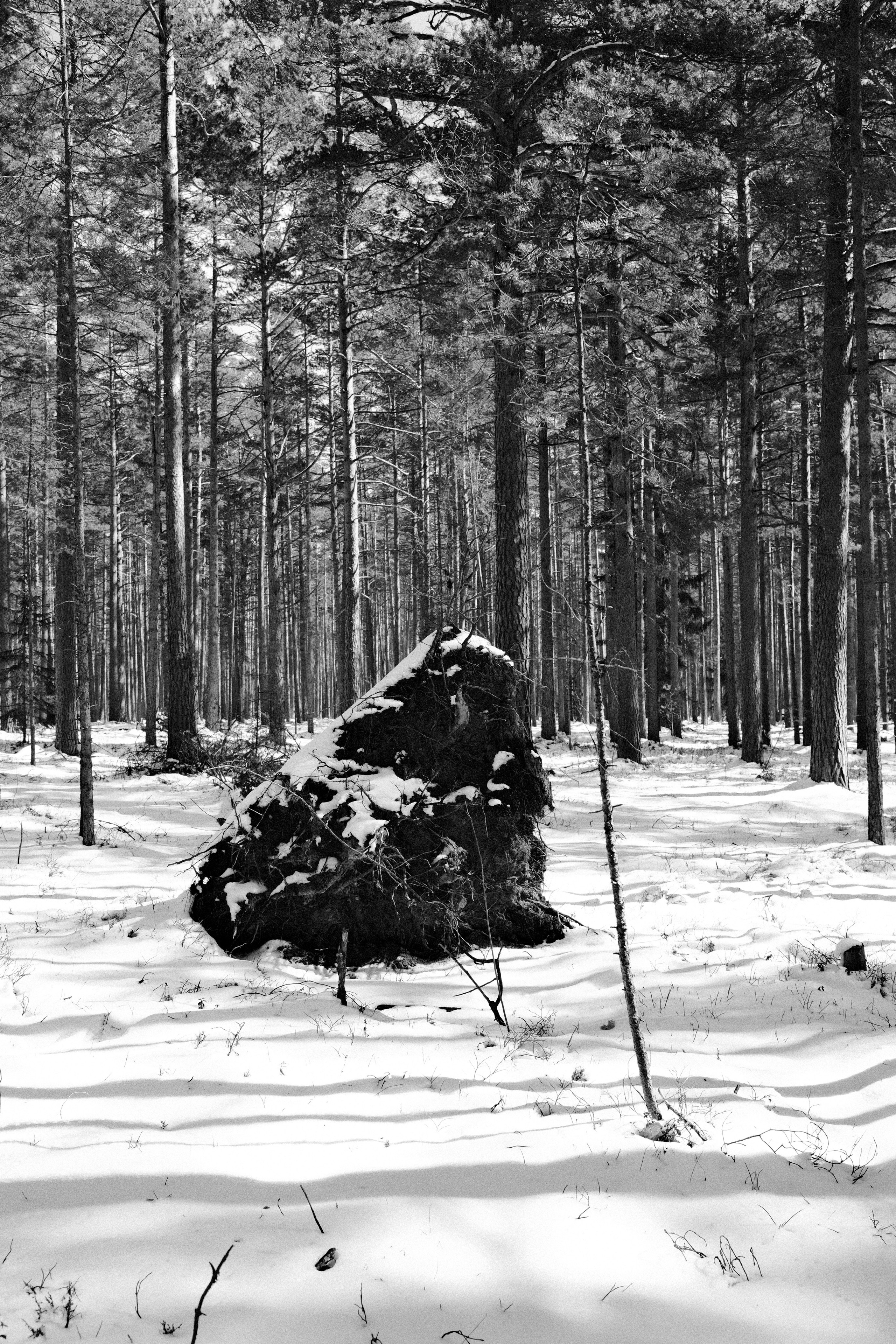 Сказочный лес. Портретный фотограф