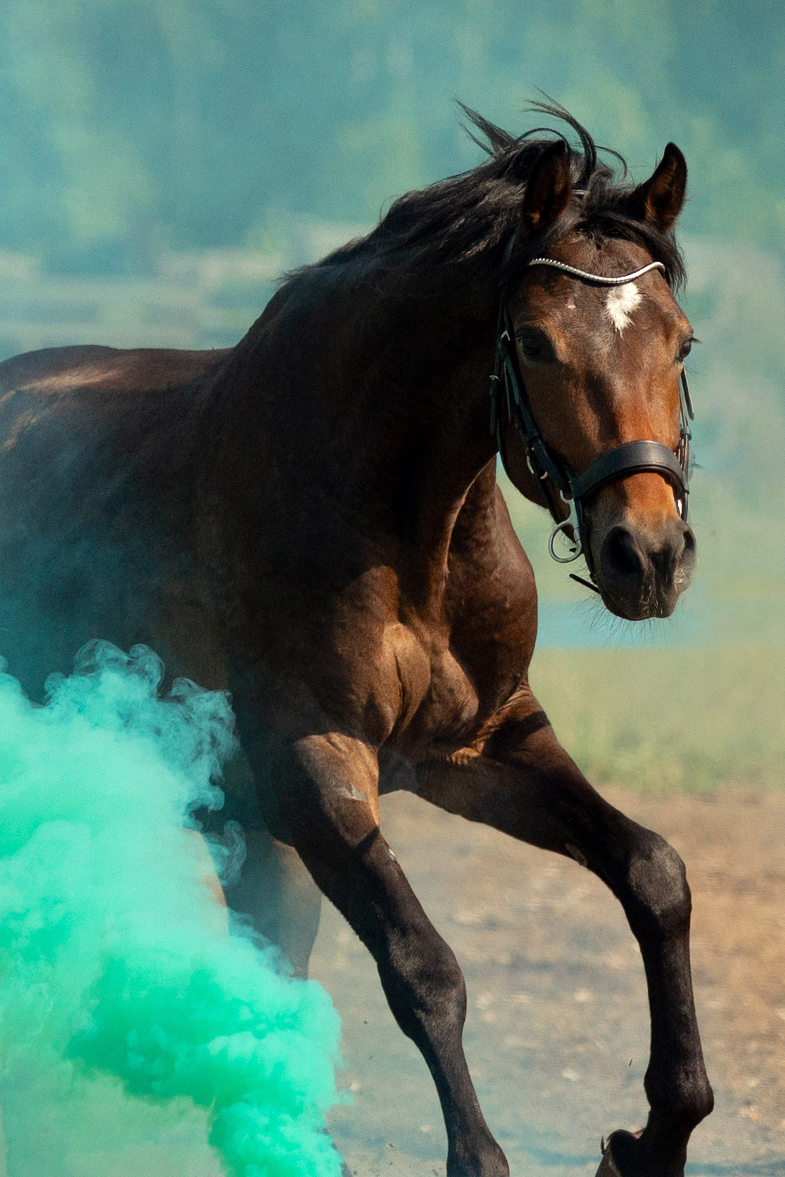 Лошади. Конный фотограф Валынкина Лера