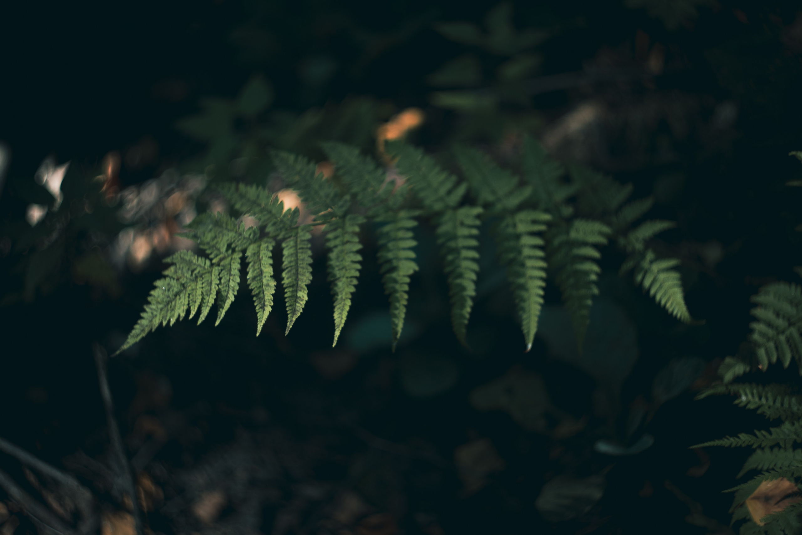 Сентябрь 2024. Efremovaphoto.ru