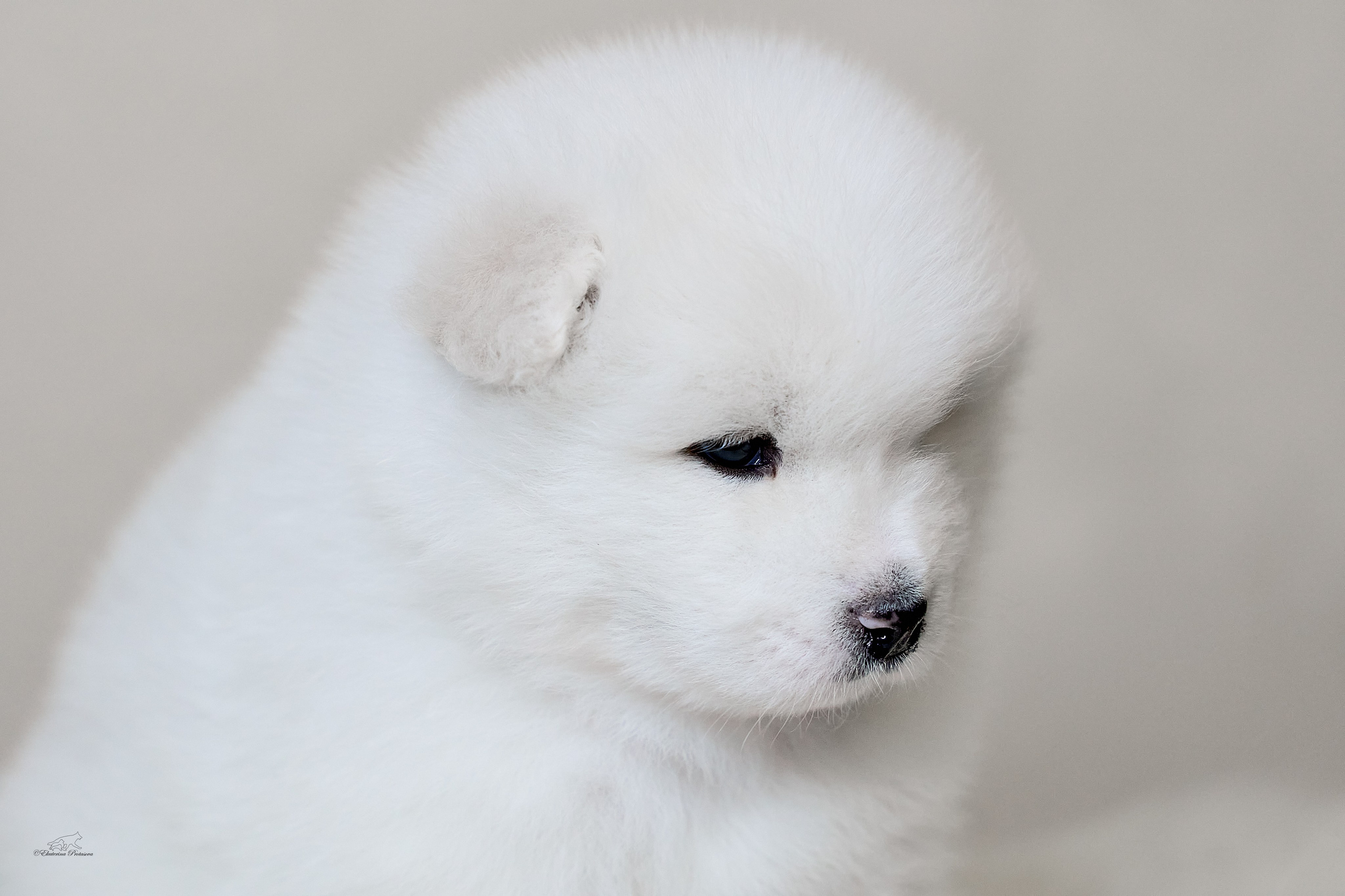 Самоедики. Фотограф-анималист в Иркутске