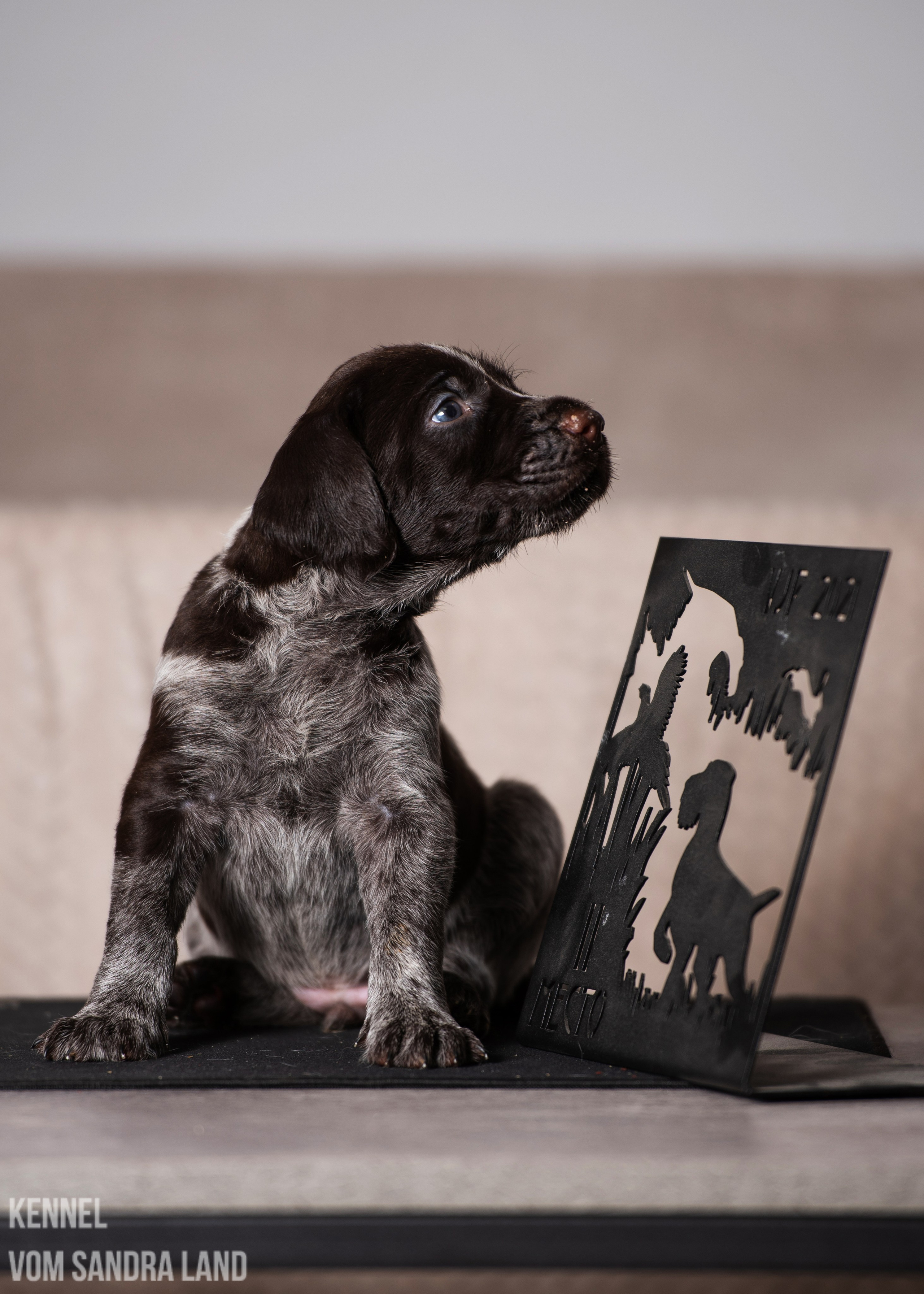 Вереск вом Сандра Лэнд, Veresk vom Sandra Land