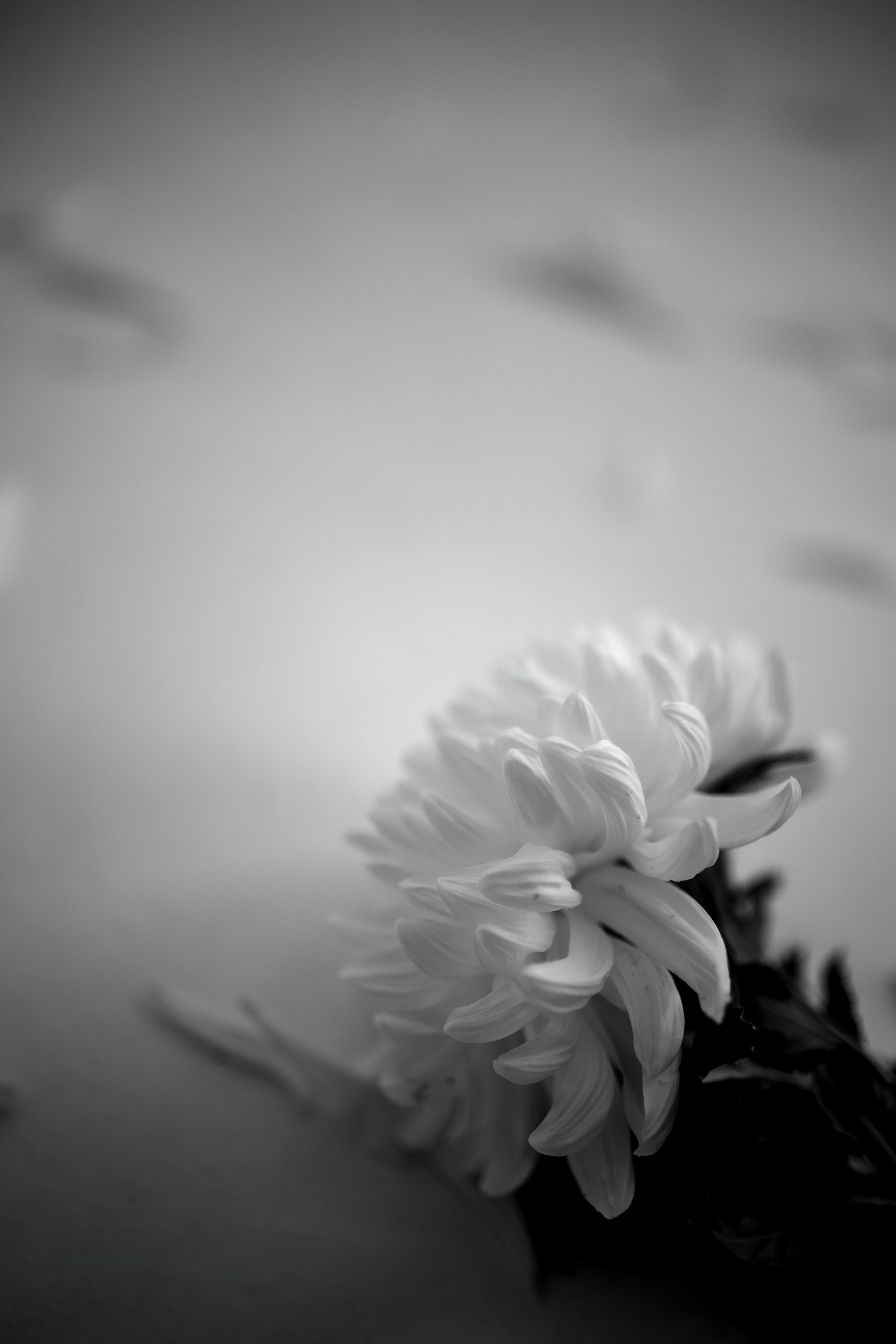 Прекрасная Полина. Свадебный и семейный фотограф в Севастополе и в Крыму Анастасия Корчак