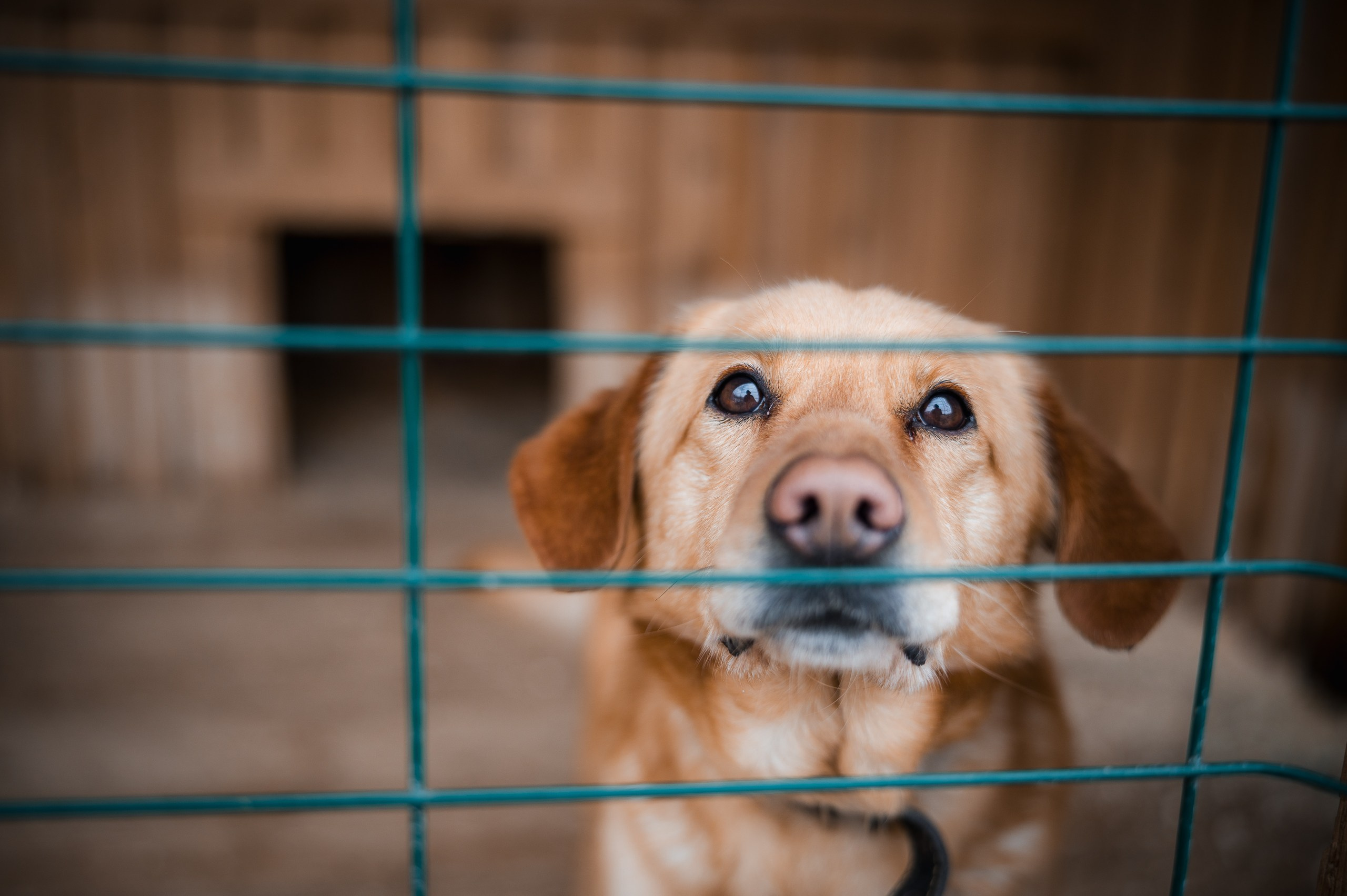 Жорик. Улыбка собаки — спасение и пристройство бездомных собак