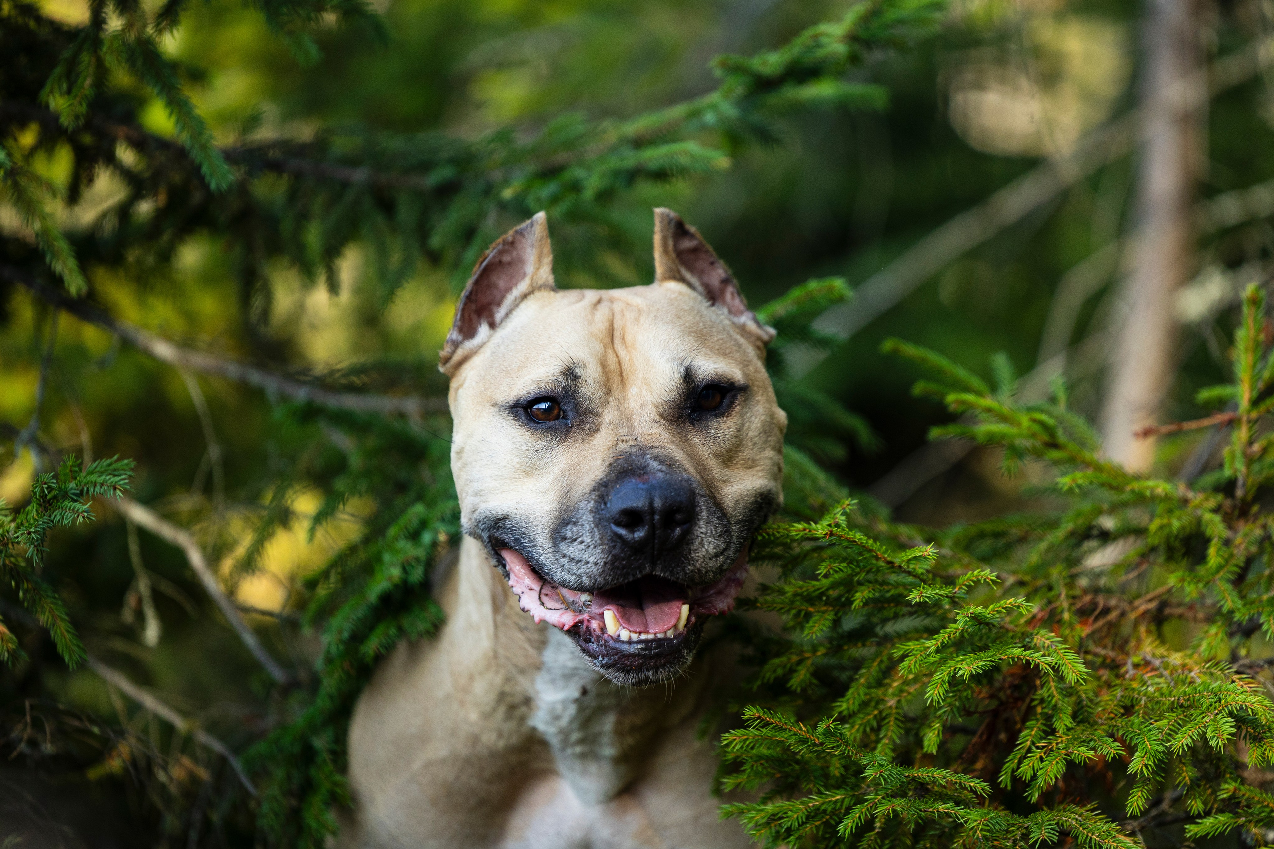 Фобос. Фотограф-анималист Анна Маринич