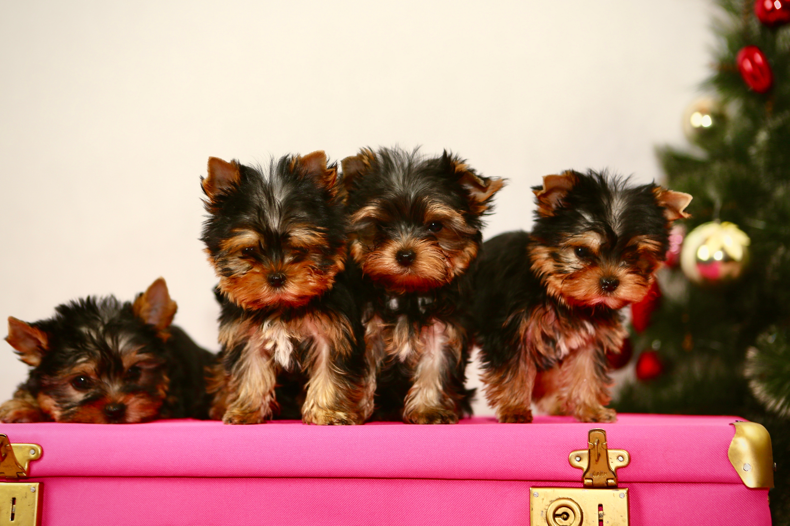 Фотографирование животных