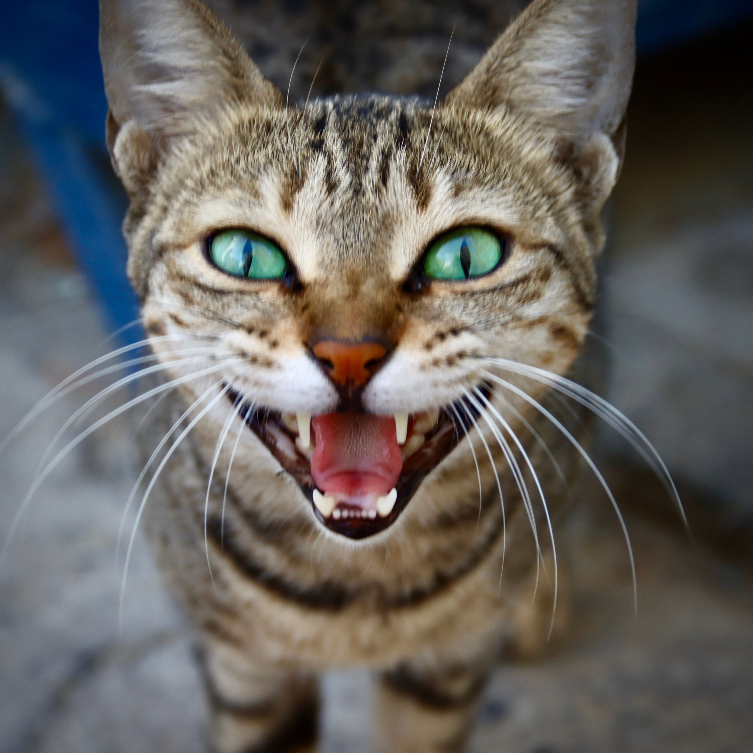 Фотосъемка животных