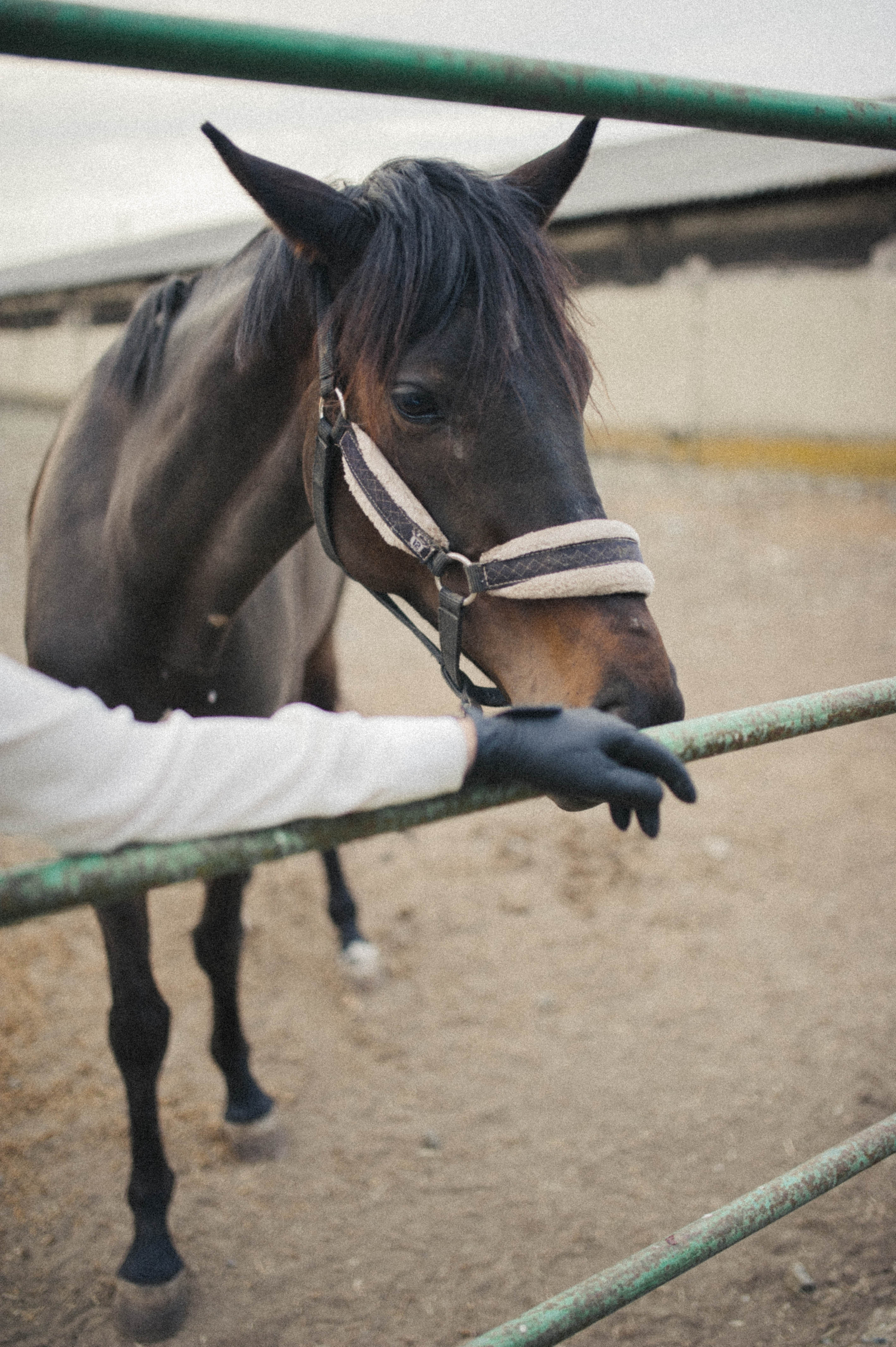 Бэлла и Анко. Свадьбы