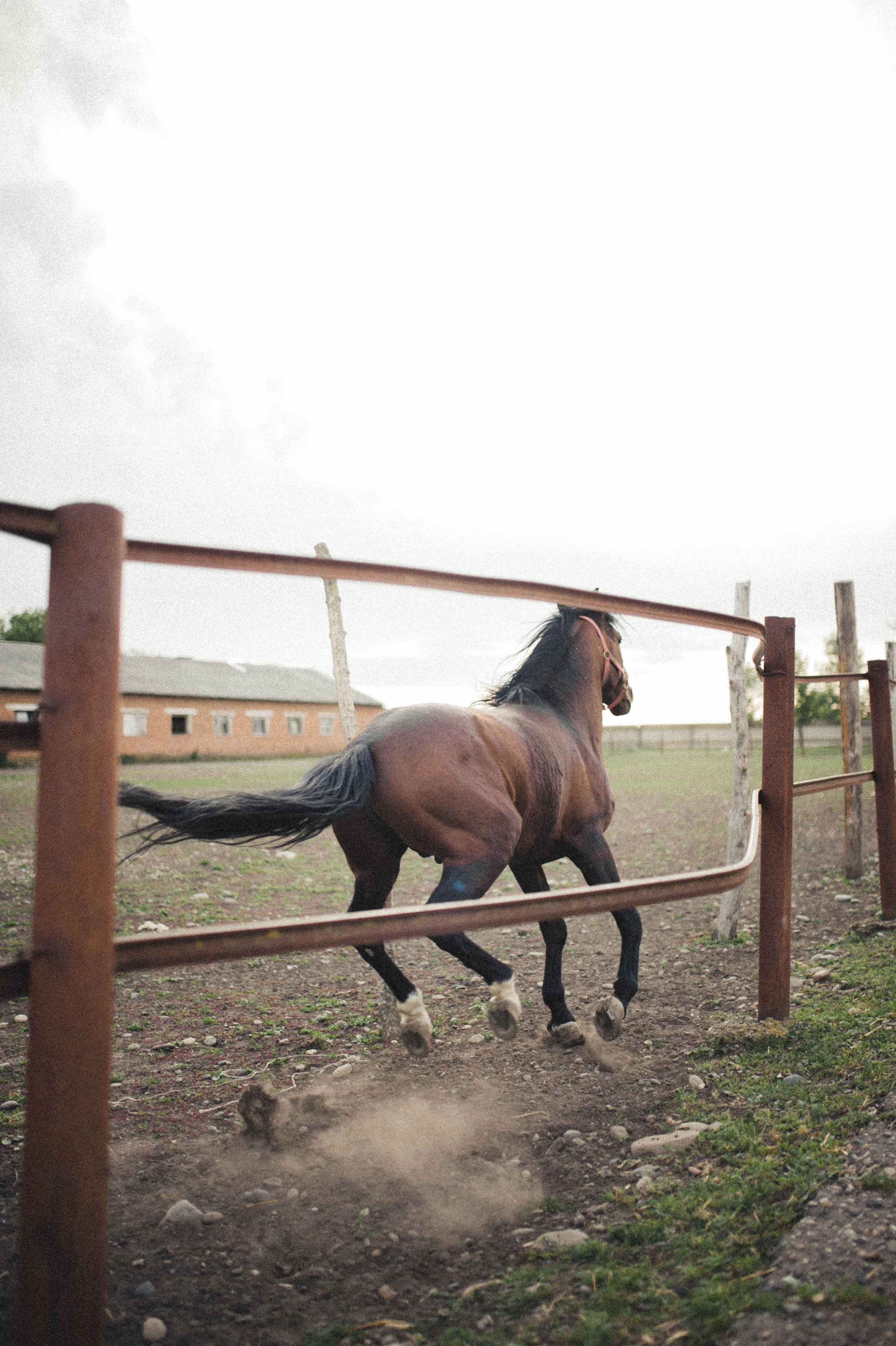 Бэлла и Анко. Свадьбы