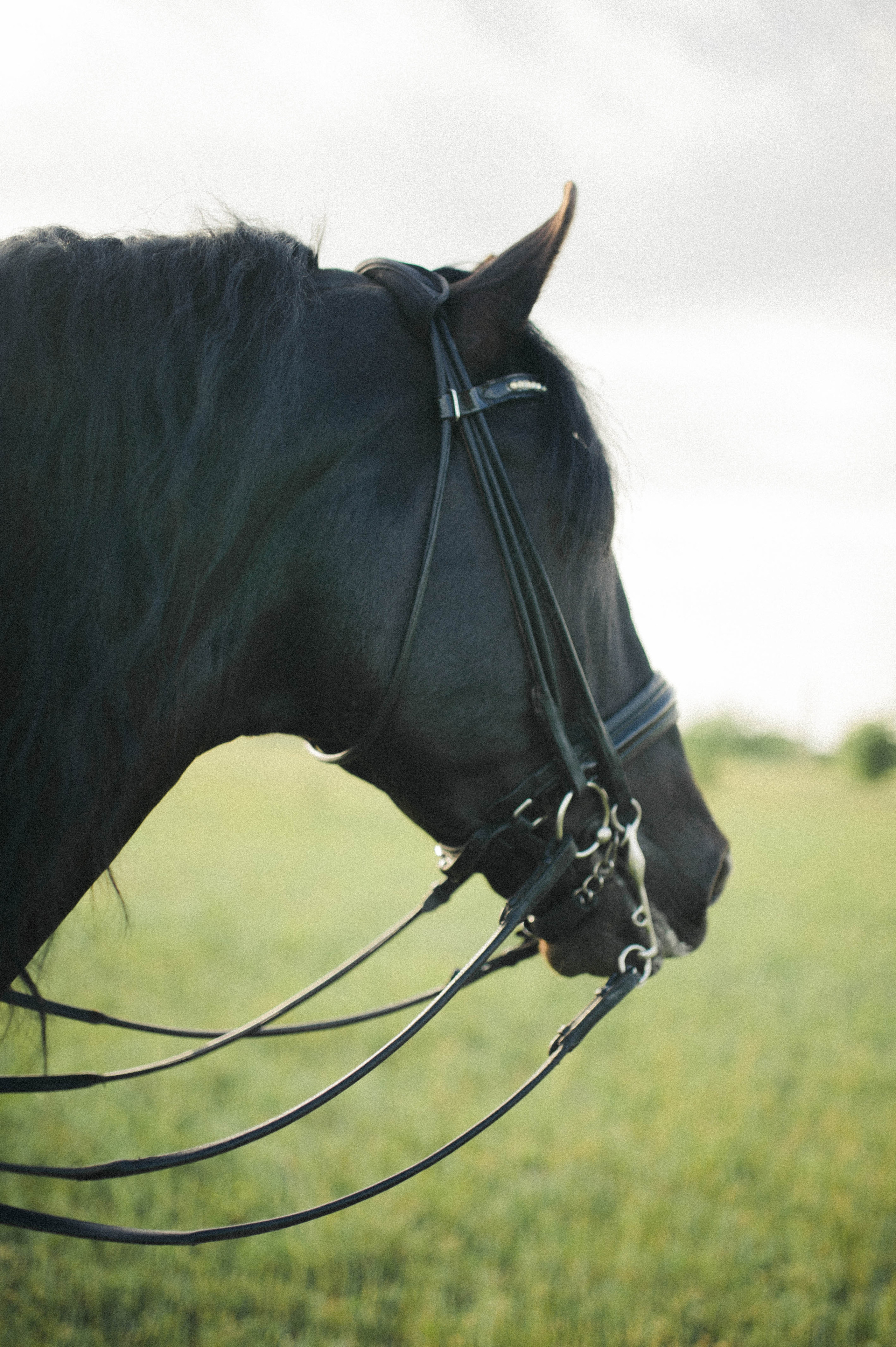 Бэлла и Анко. Свадьбы