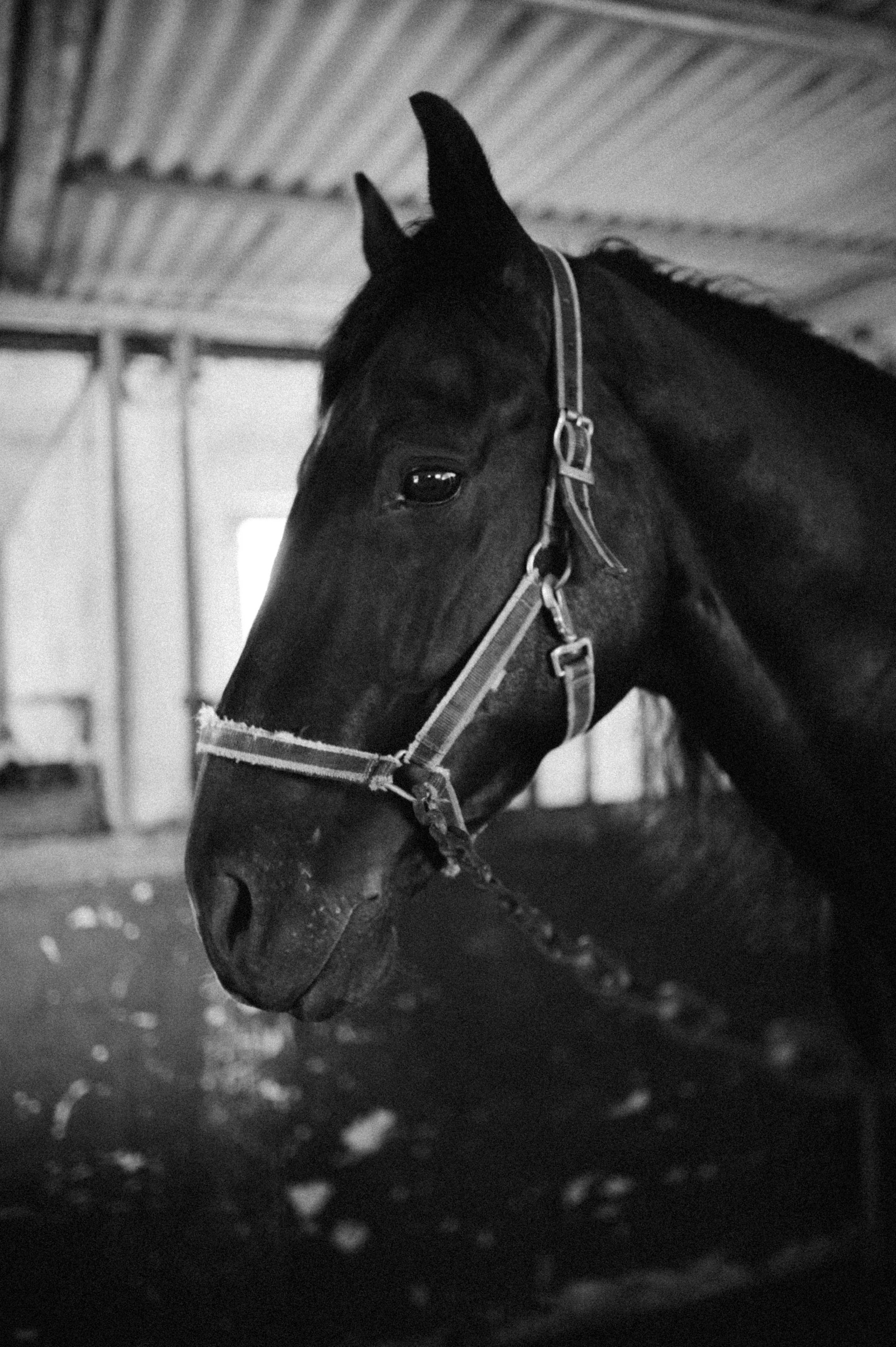 Бэлла и Анко. Свадьбы