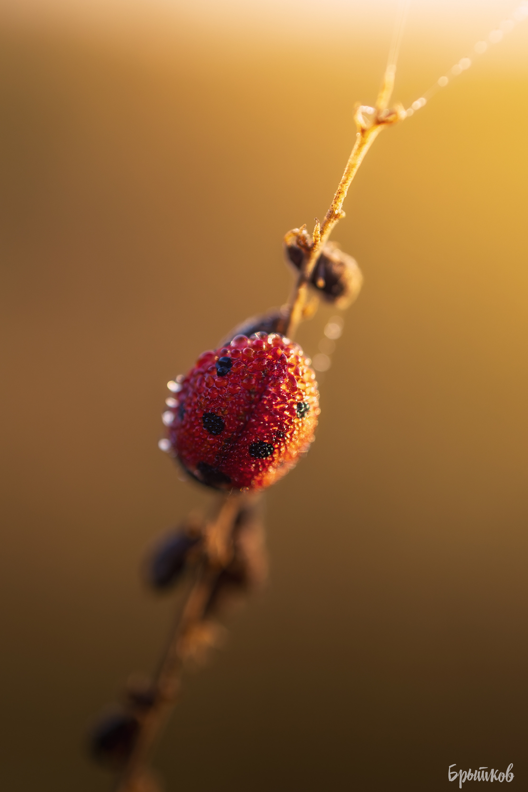 Макрофото. Николай Брытков — фотограф в Туле