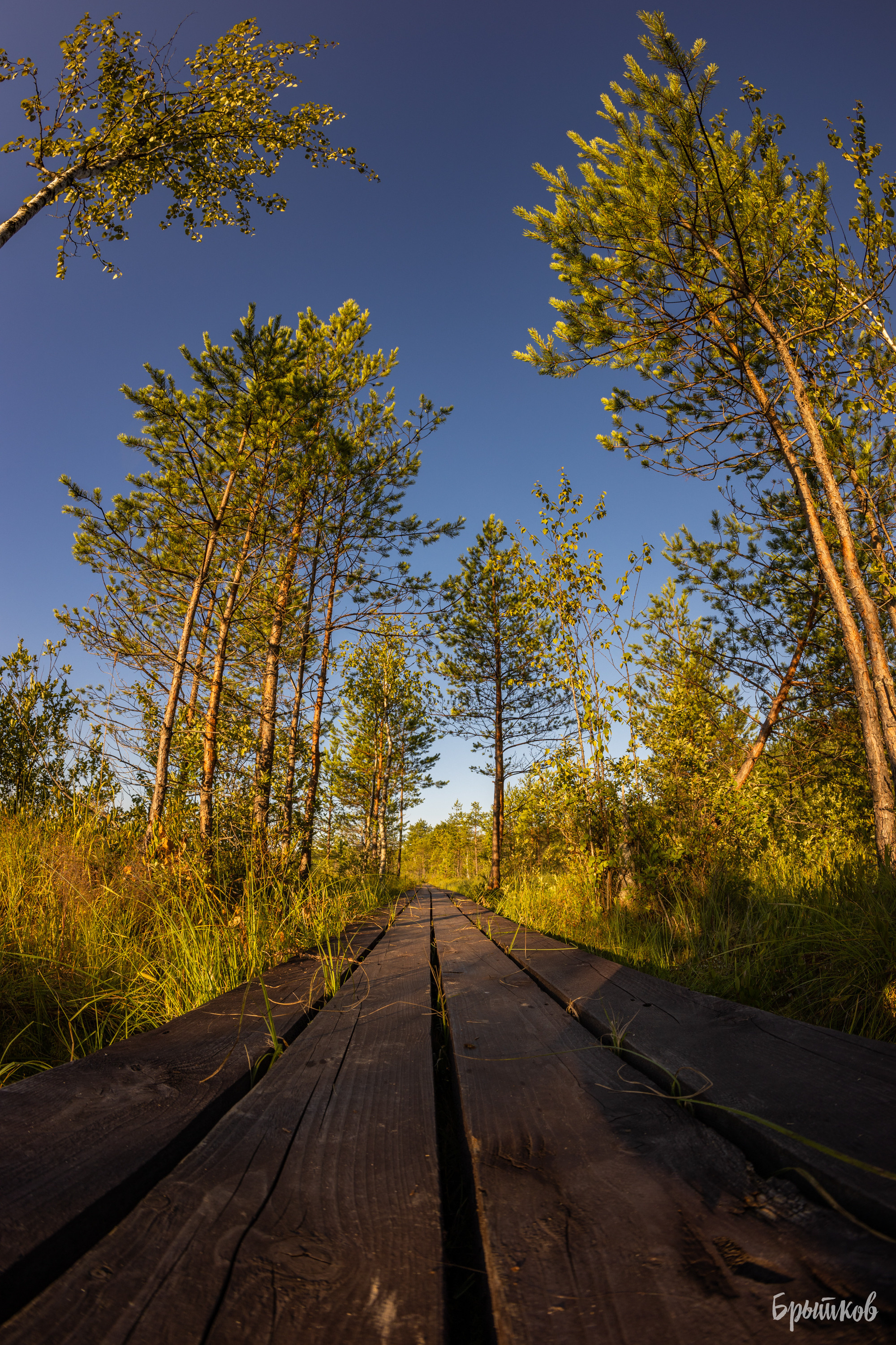 Галкинские болота Брытков Николай