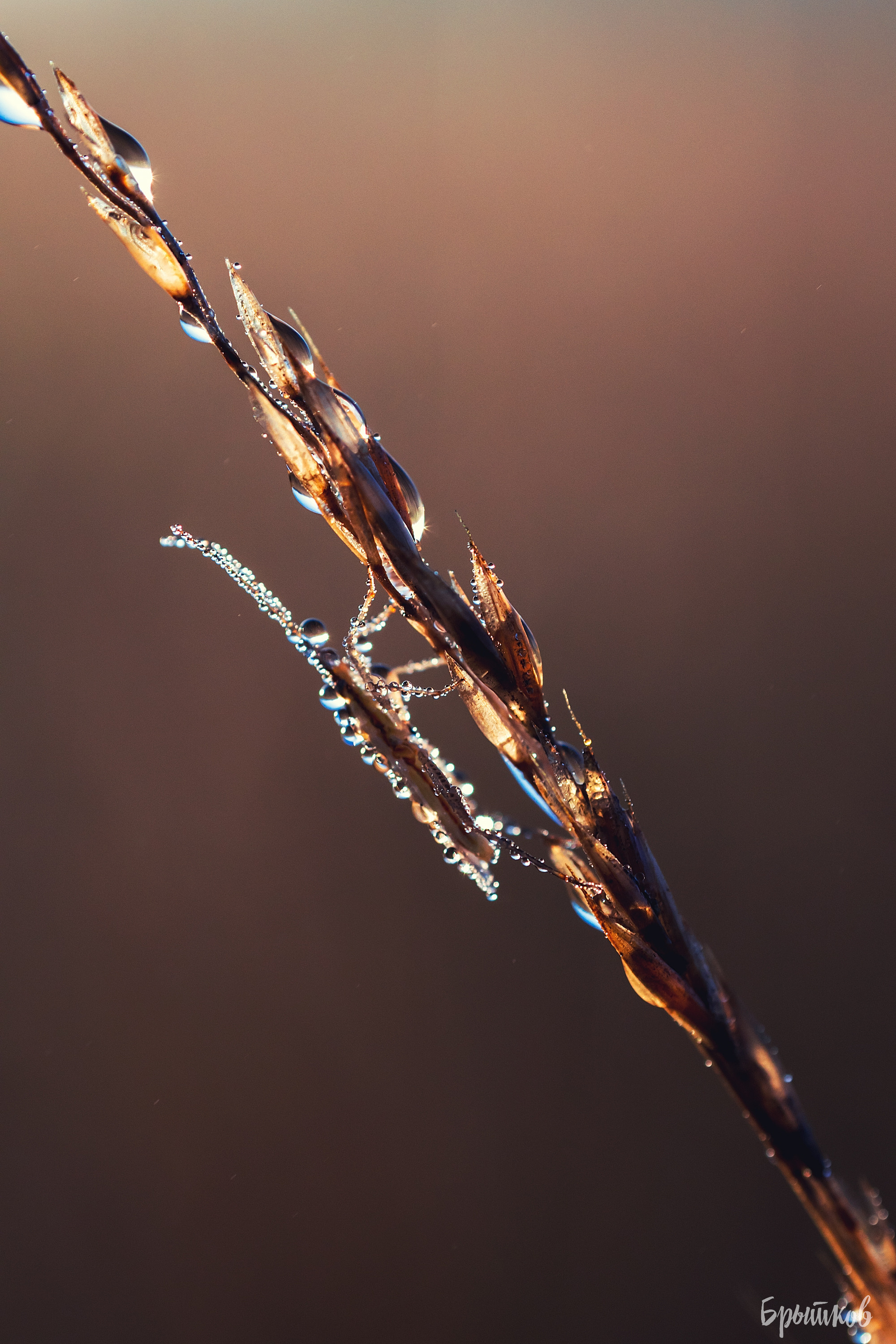 Макрофото. Николай Брытков — фотограф в Туле