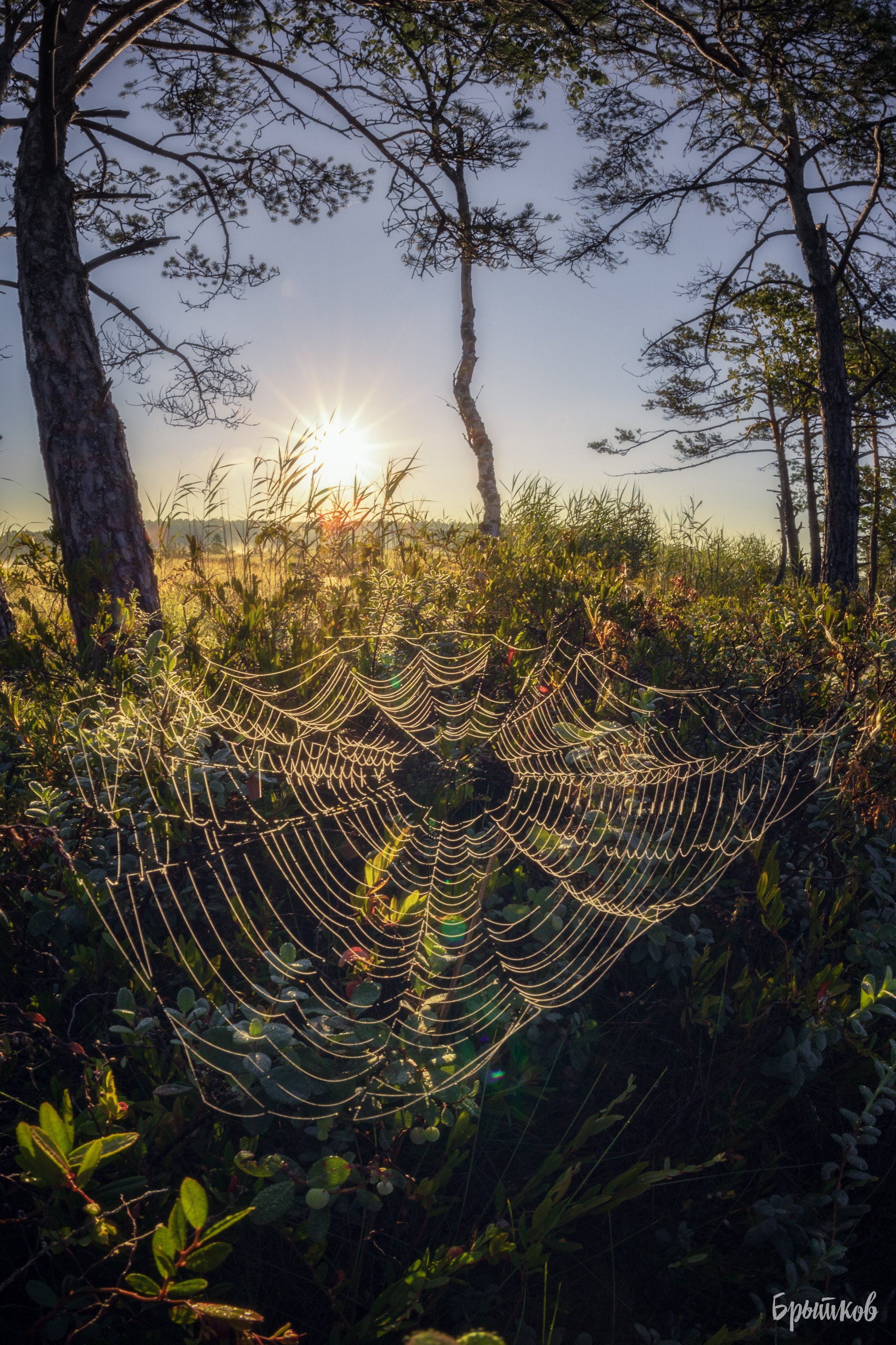 Галкинские болота Брытков Николай