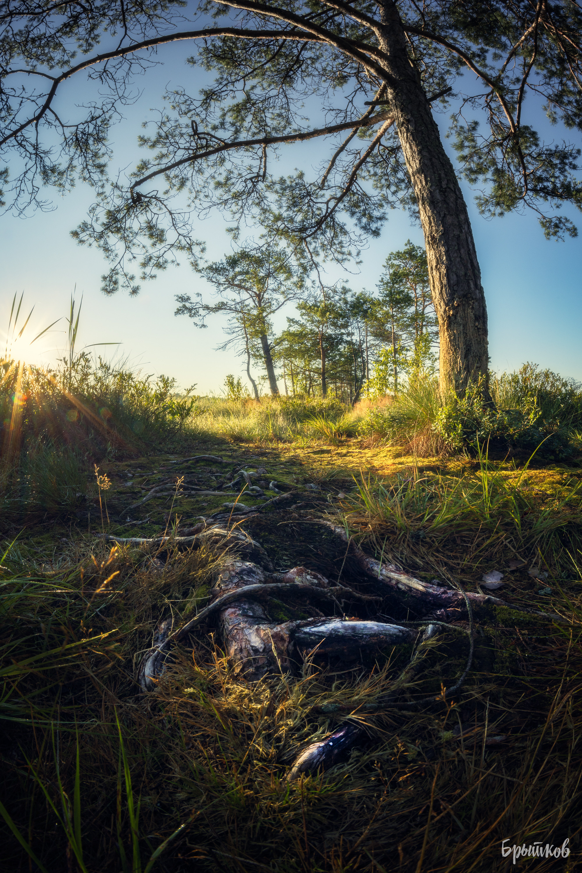 Галкинские болота Брытков Николай