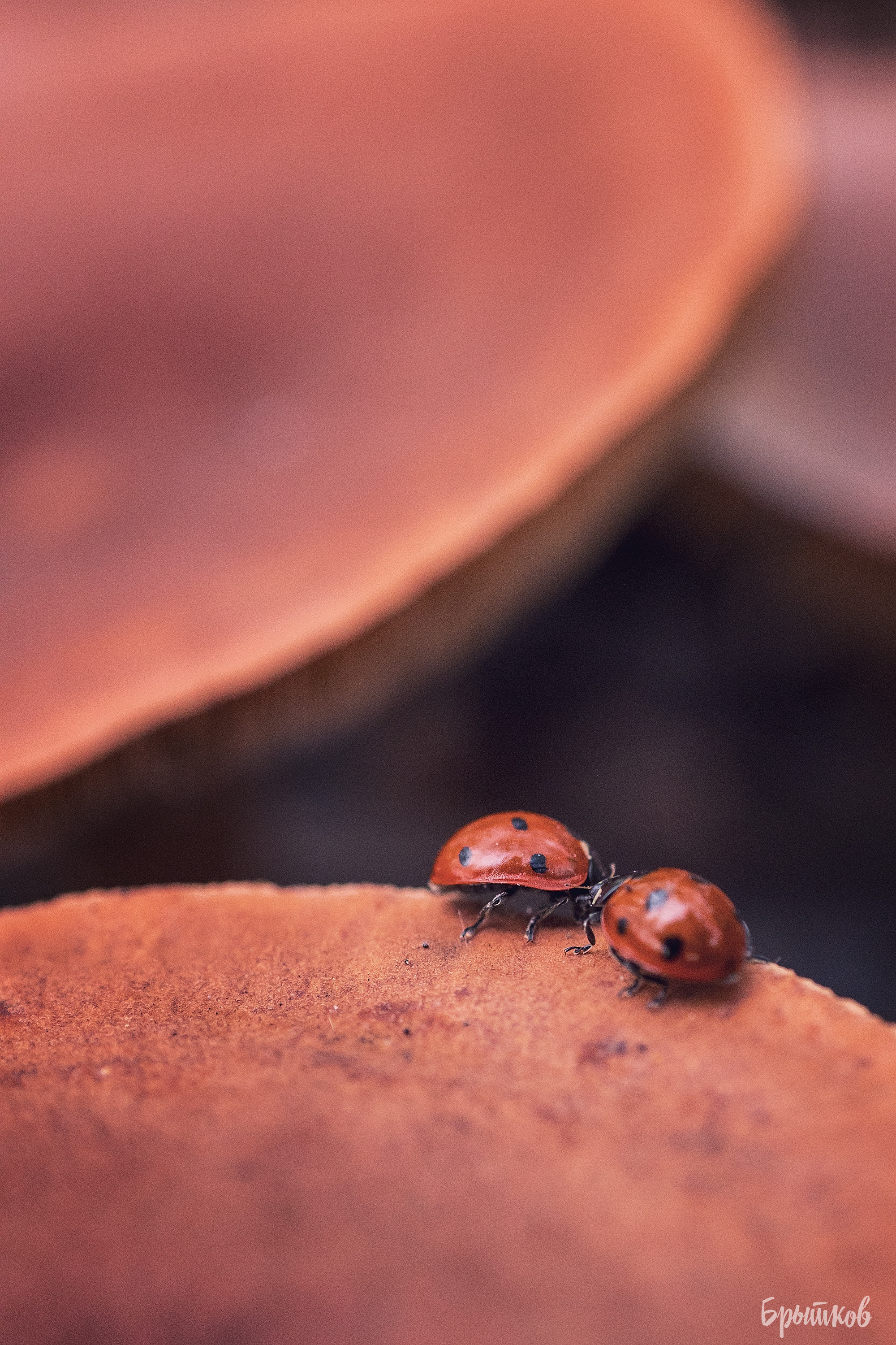 Макрофото. Николай Брытков — фотограф в Туле