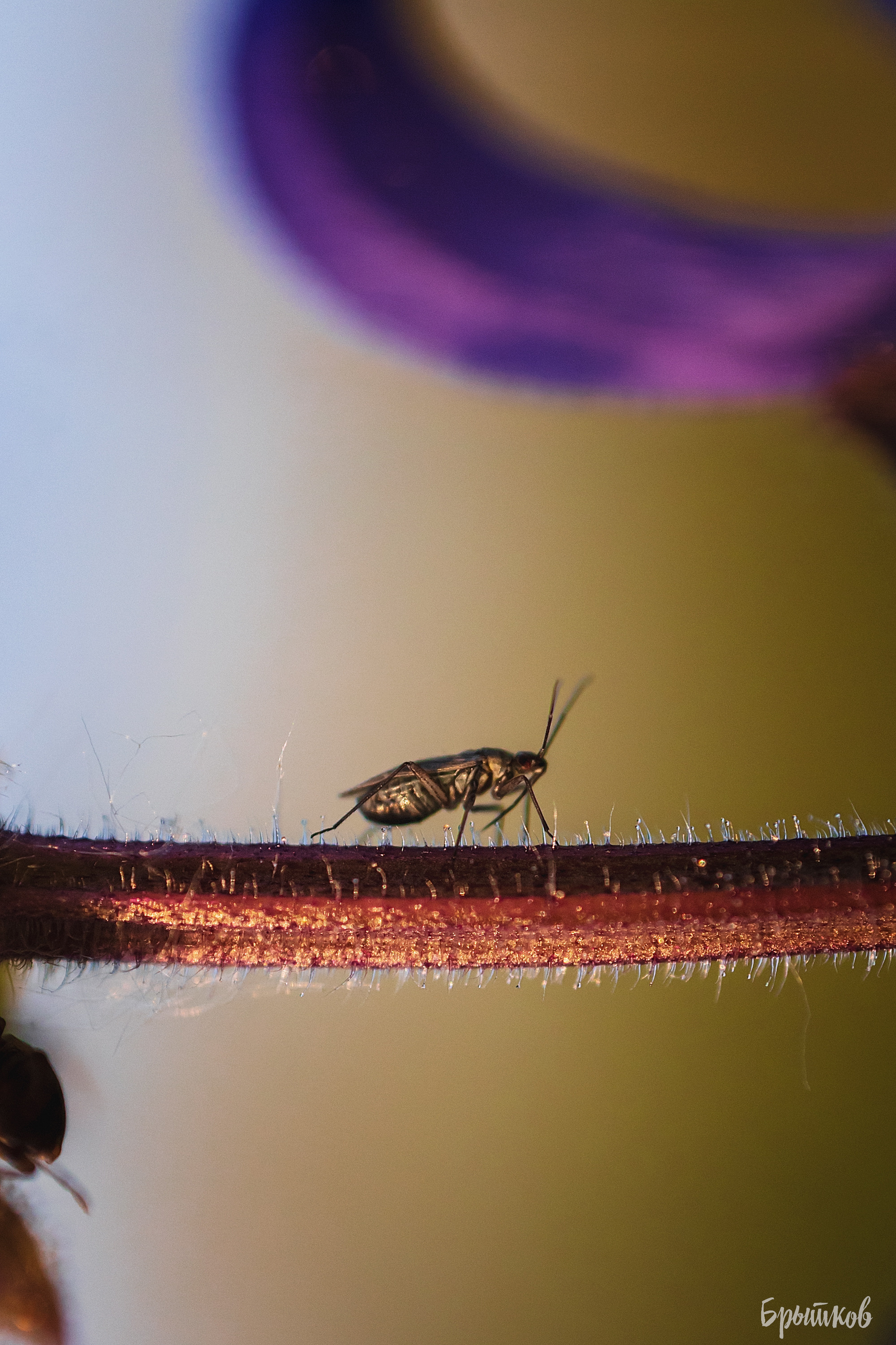 Макрофото. Николай Брытков — фотограф в Туле