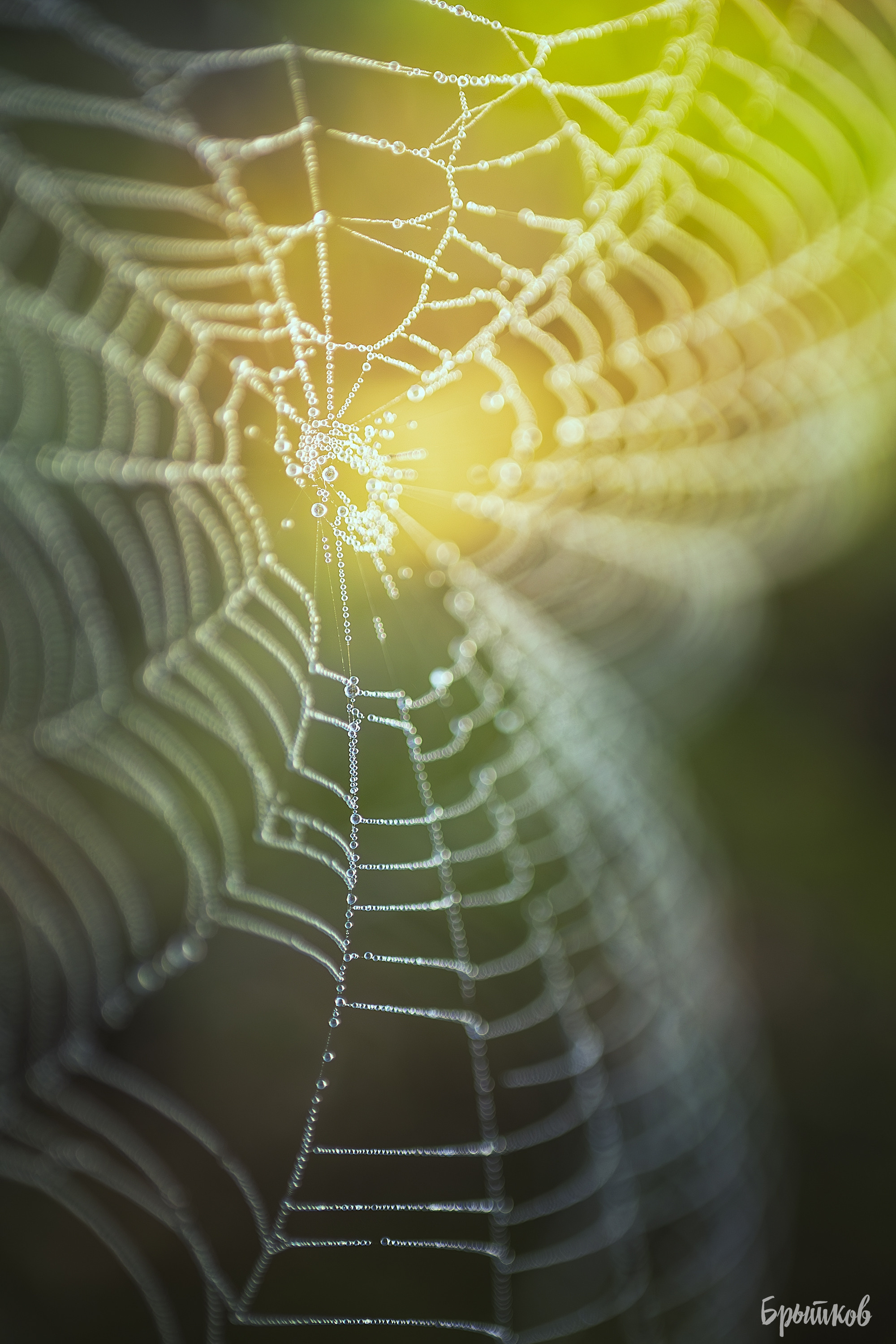 Макрофото. Николай Брытков — фотограф в Туле