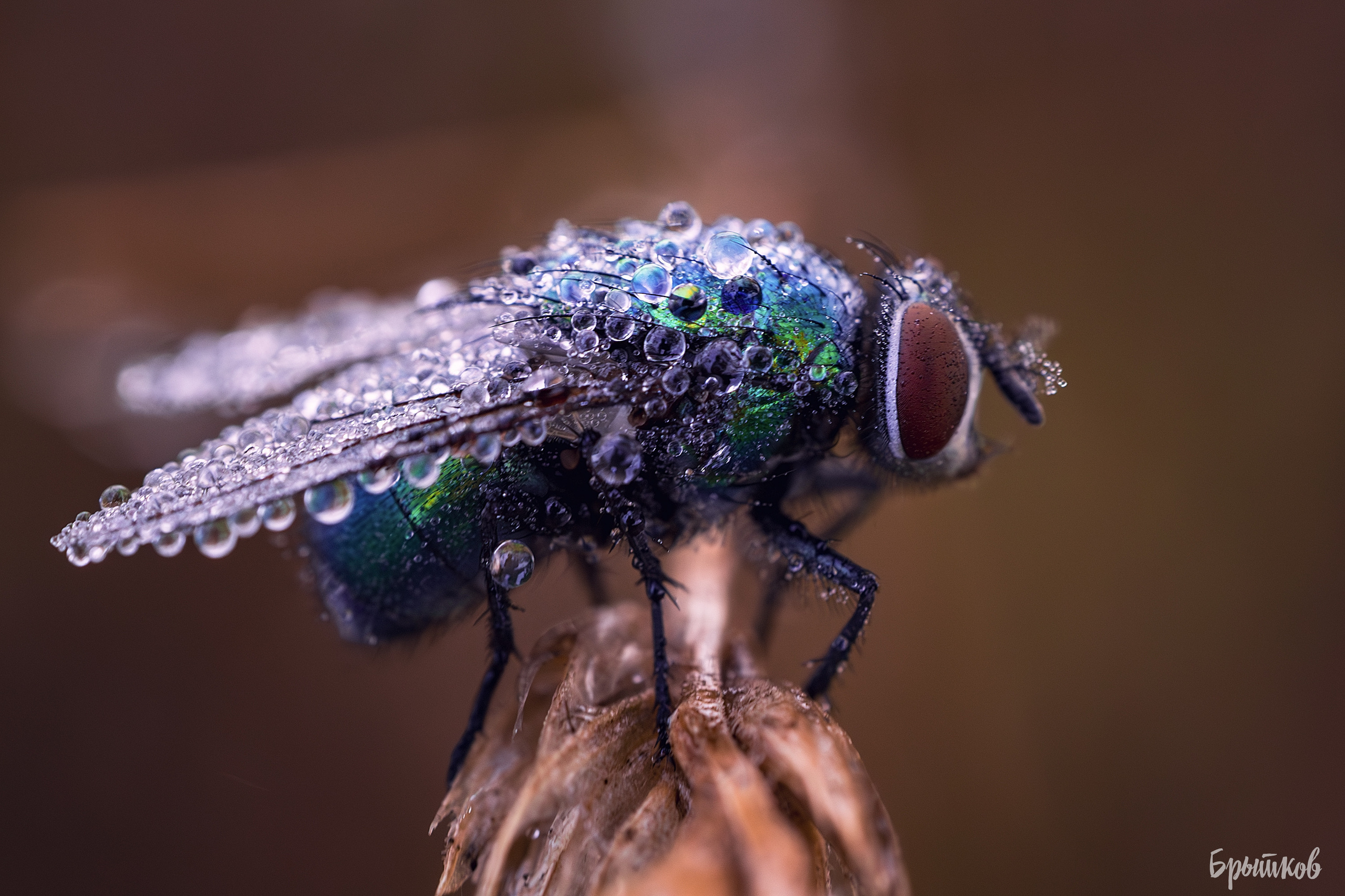 Макрофото. Николай Брытков — фотограф в Туле