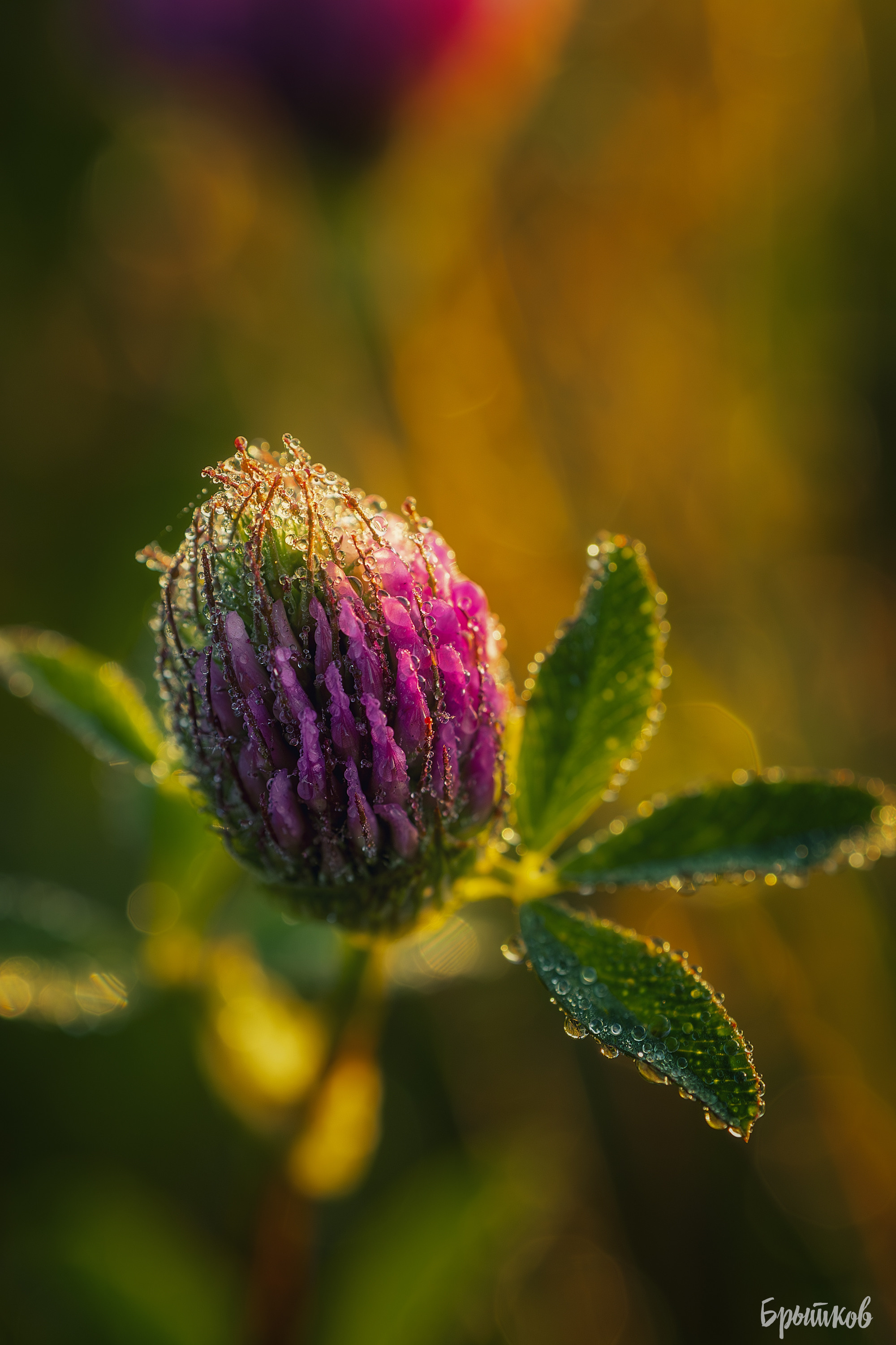 Макрофото. Николай Брытков — фотограф в Туле