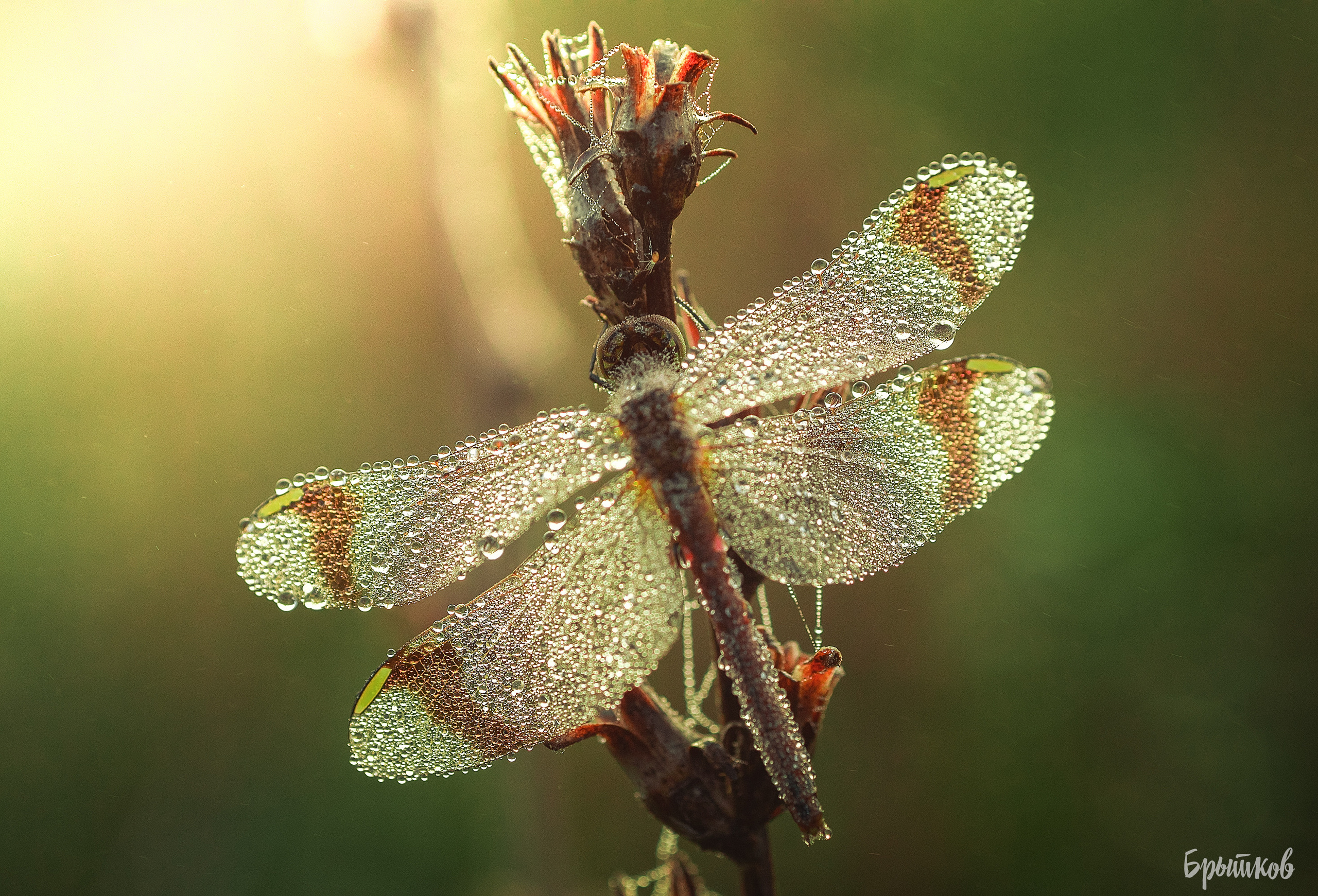 Макрофото. Николай Брытков — фотограф в Туле