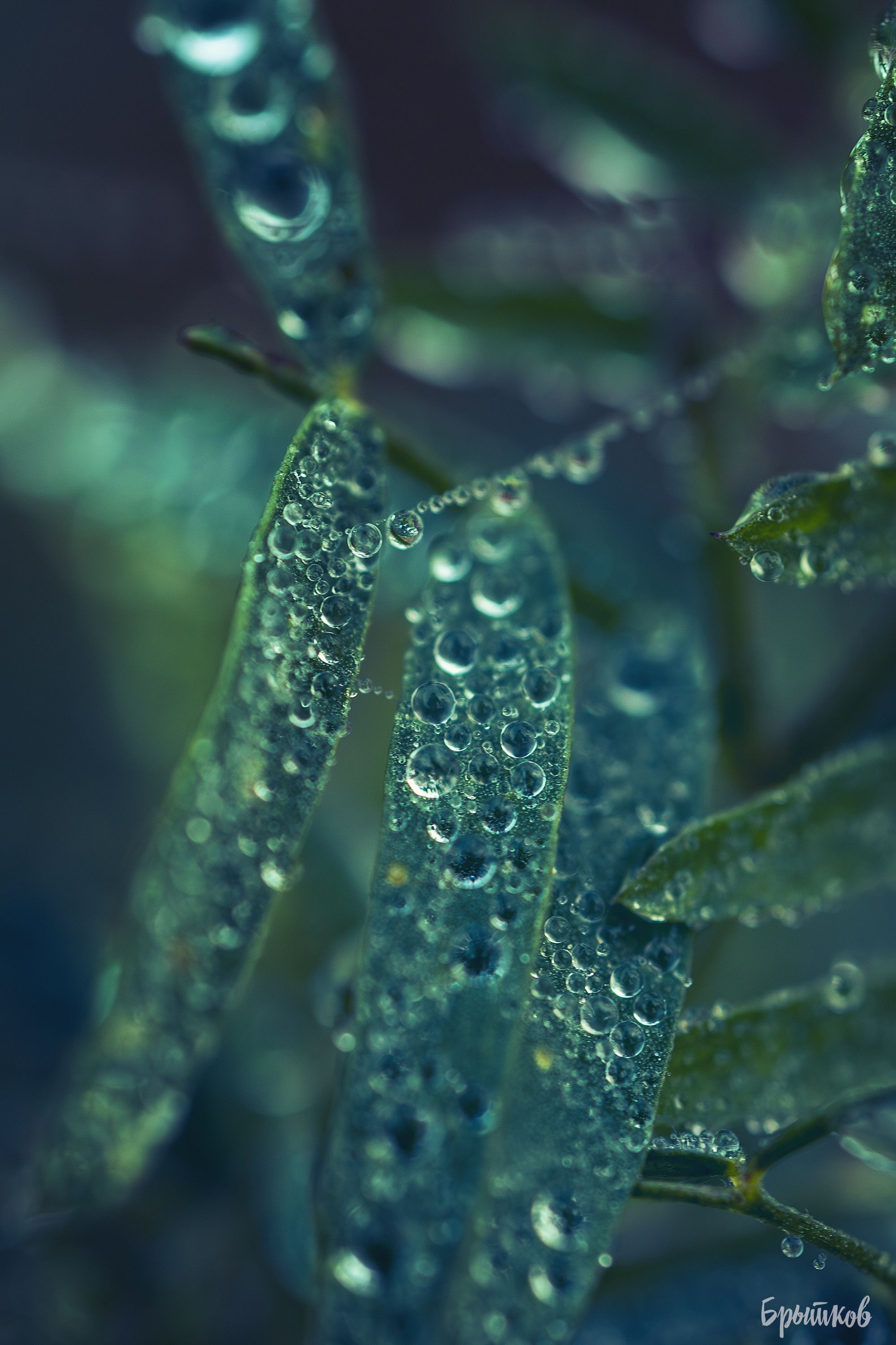 Макрофото. Николай Брытков — фотограф в Туле