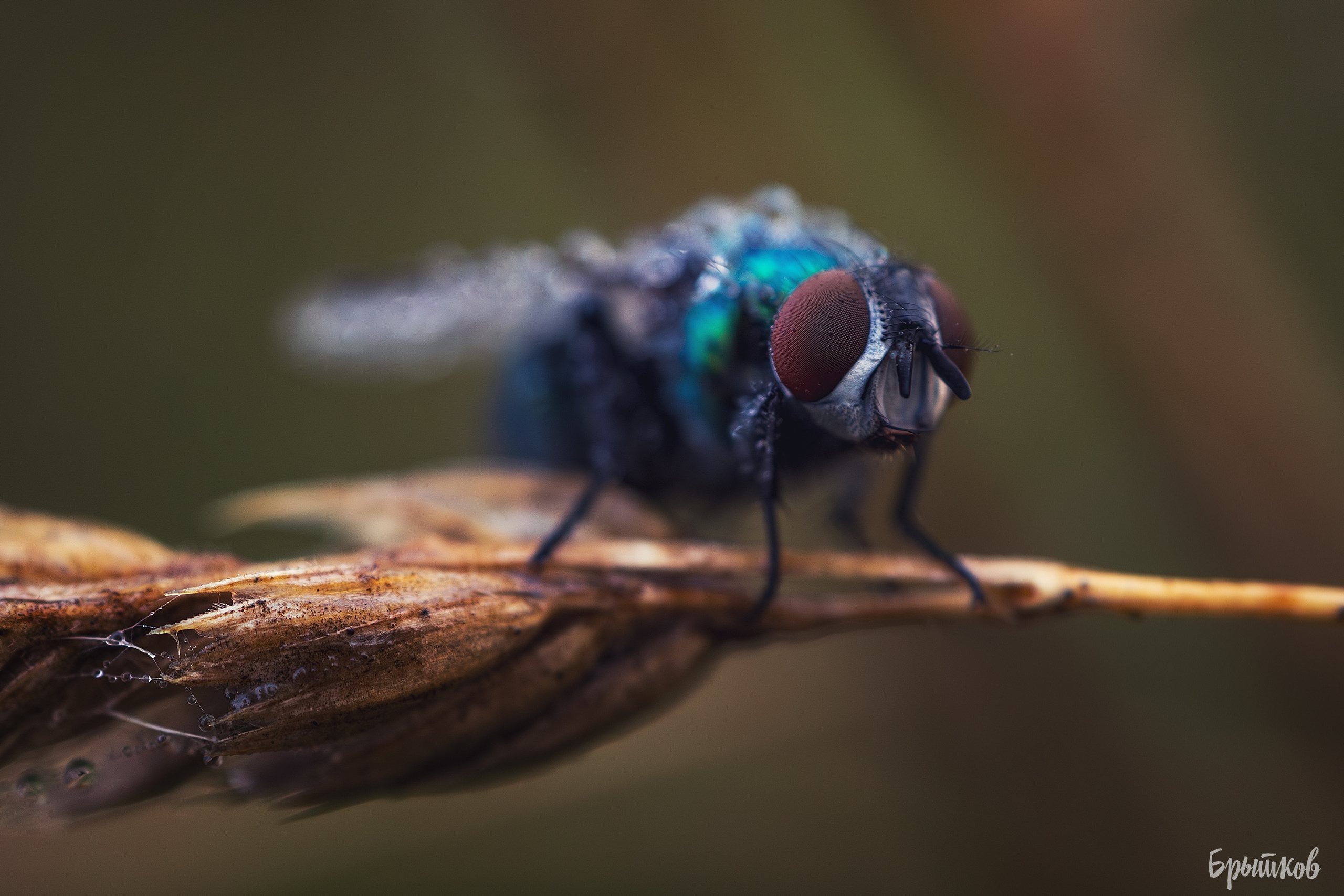 Макрофото. Николай Брытков — фотограф в Туле