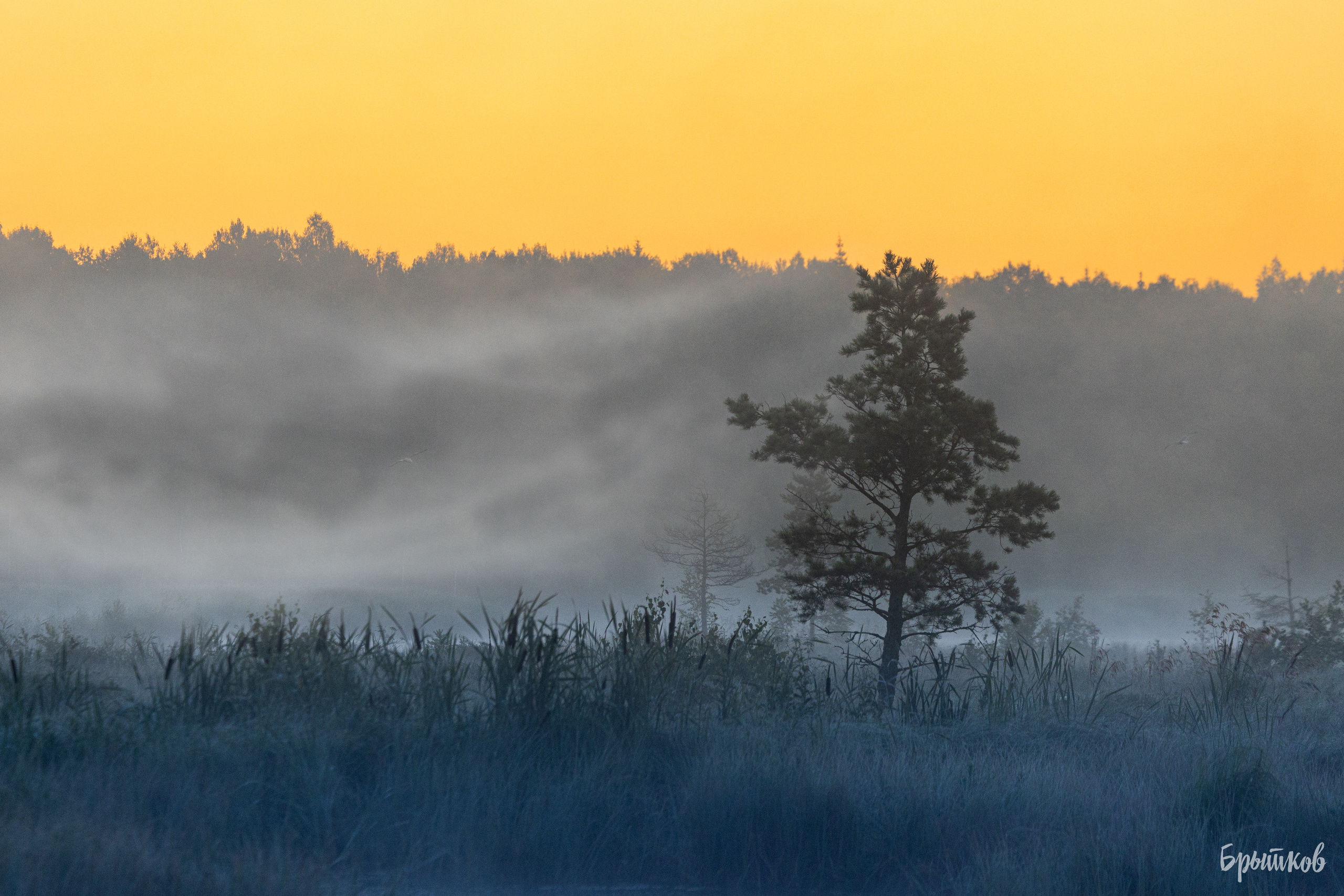 Галкинские болота Брытков Николай