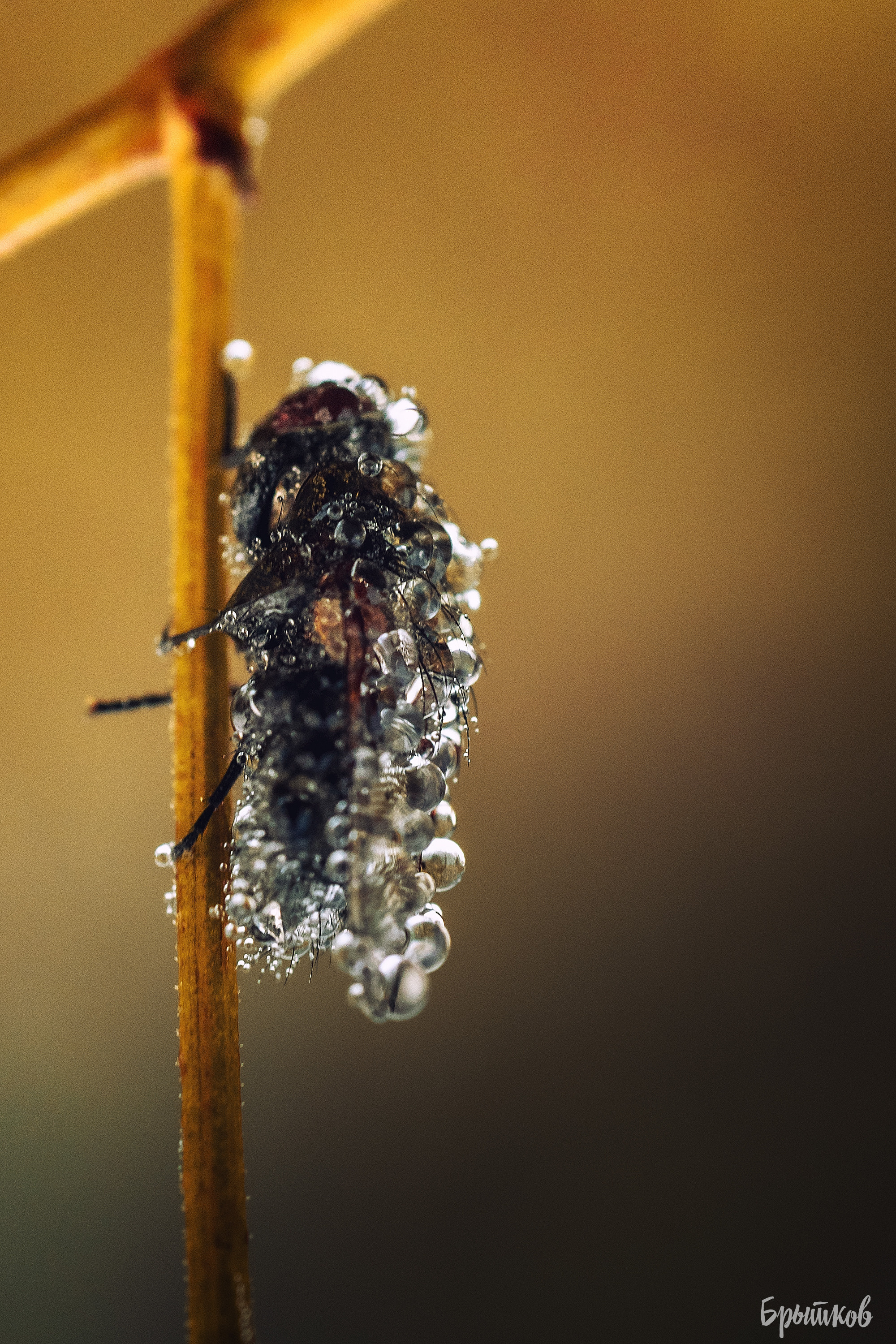 Макрофото. Николай Брытков — фотограф в Туле