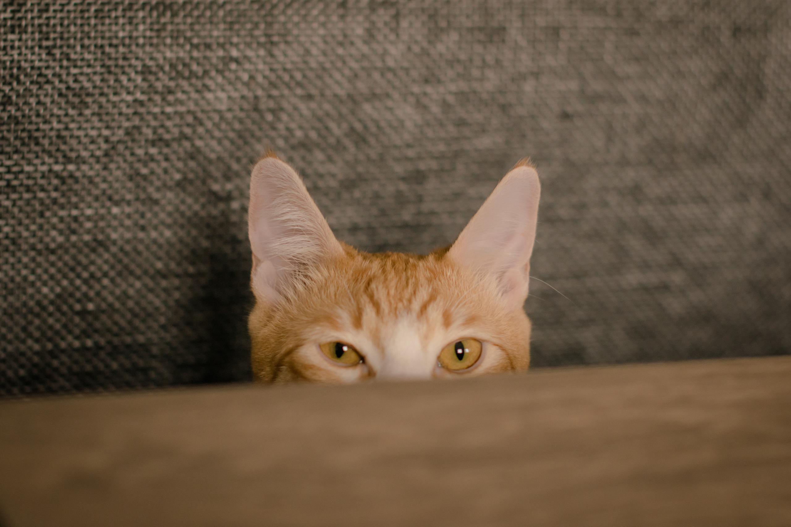 Семейная фотосессия в Москве, семейный фотограф Анна Полушина. Свадебный фотограф в Москве Анна Полушина