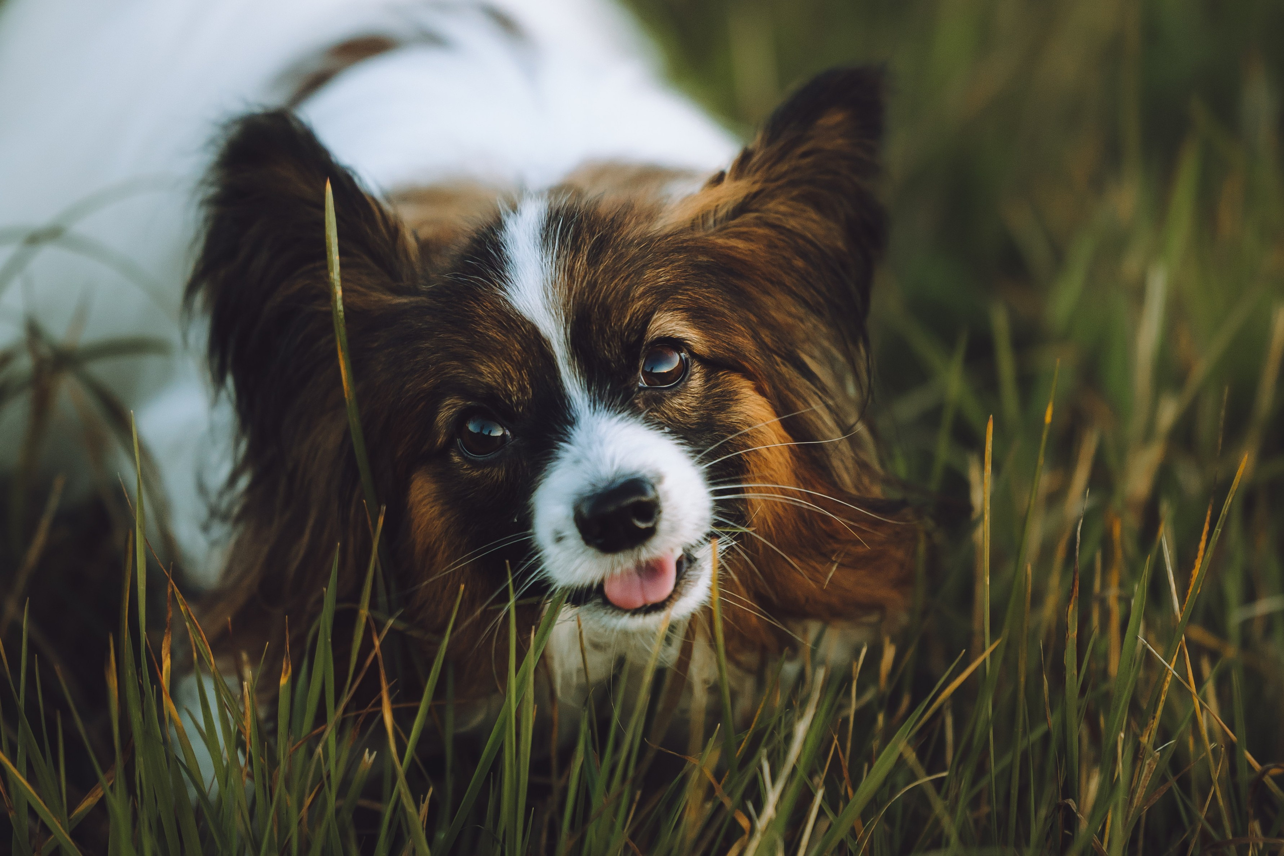 Выездной дог-тренинг от школы «Шерсть имею», Тованово