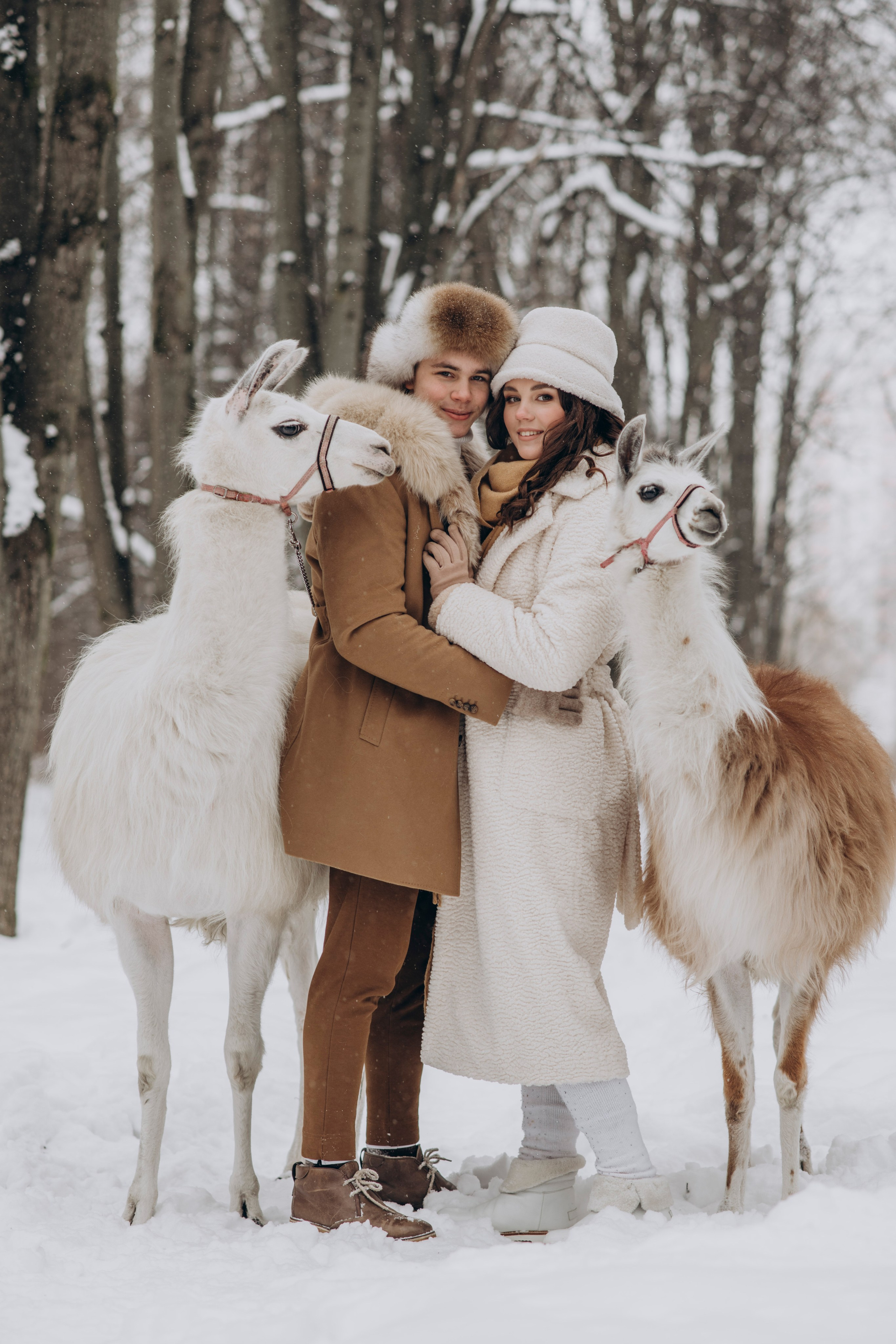 Зимняя фотосессия с Альпаками. Свадебный фотограф в Дмитрове