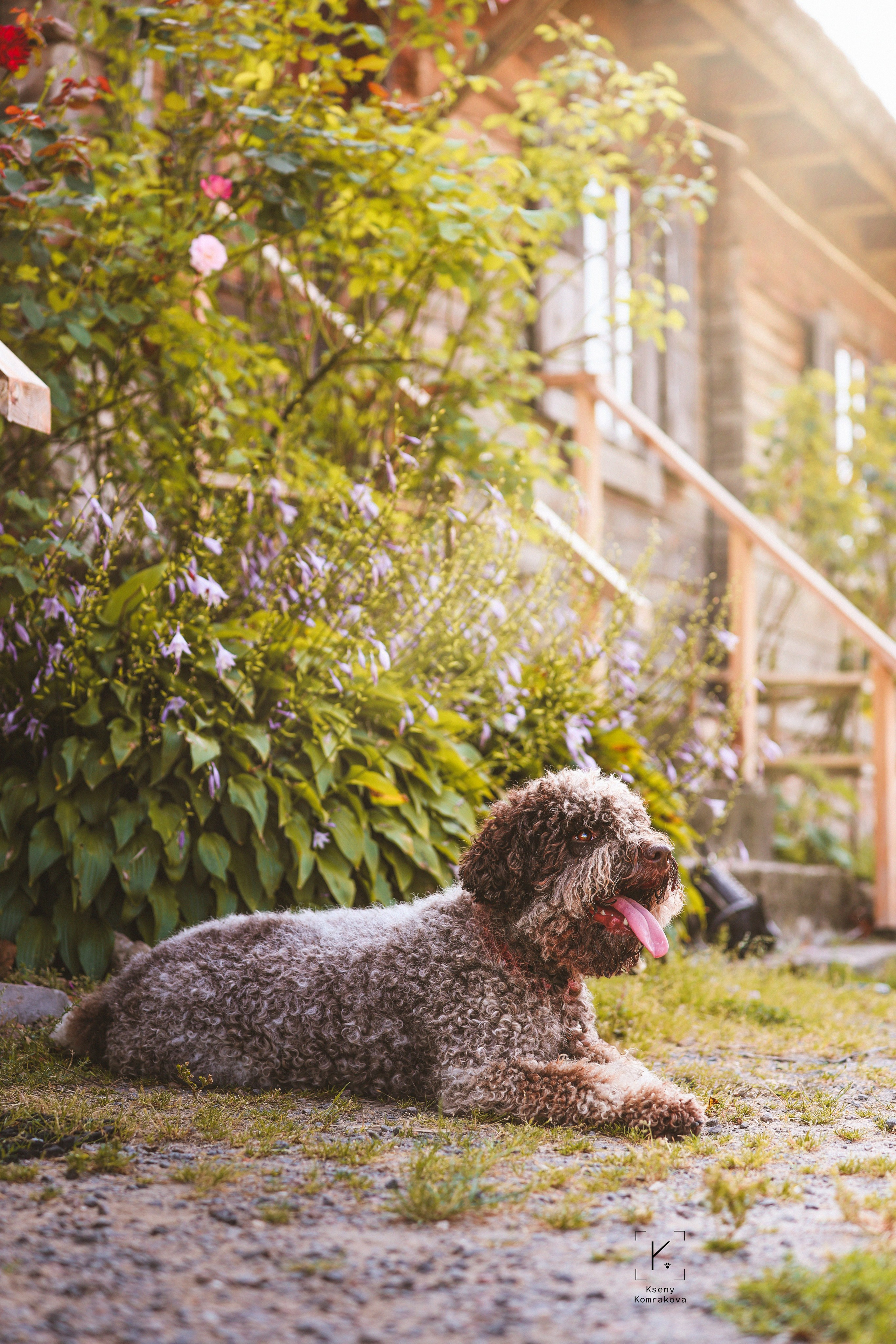 Съемка собак. Анималистика. Репортаж. Индивидуальная съемка