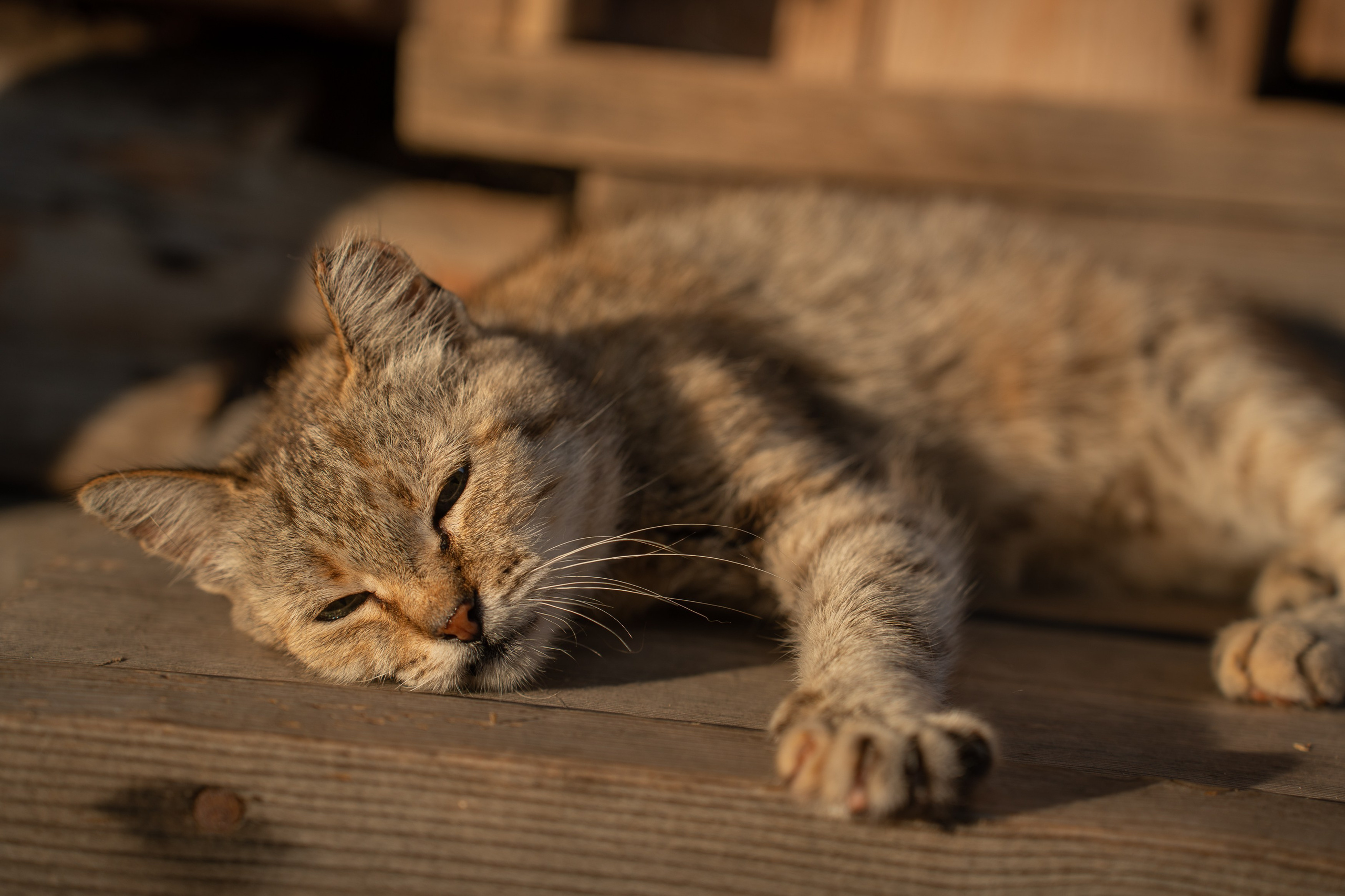 Анимализм. Портретный фотограф Олеся Владимирова в Москве