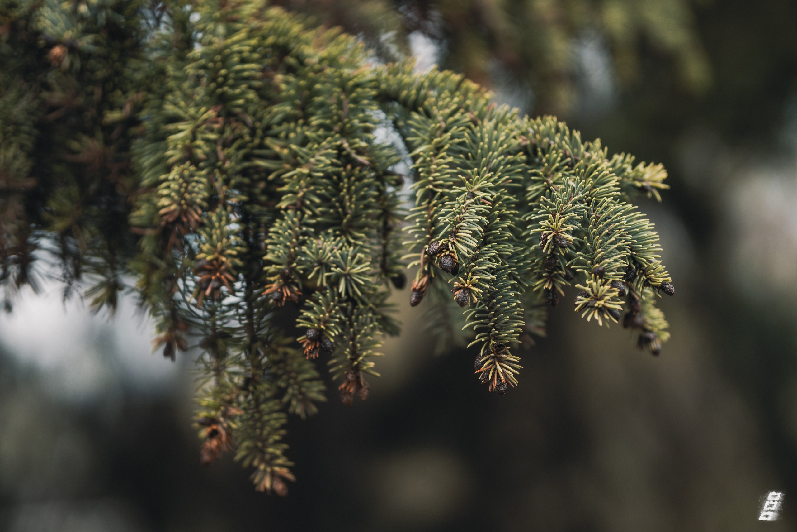 Green series. Саватейкин Ярослав | Портретный фотограф в Москве
