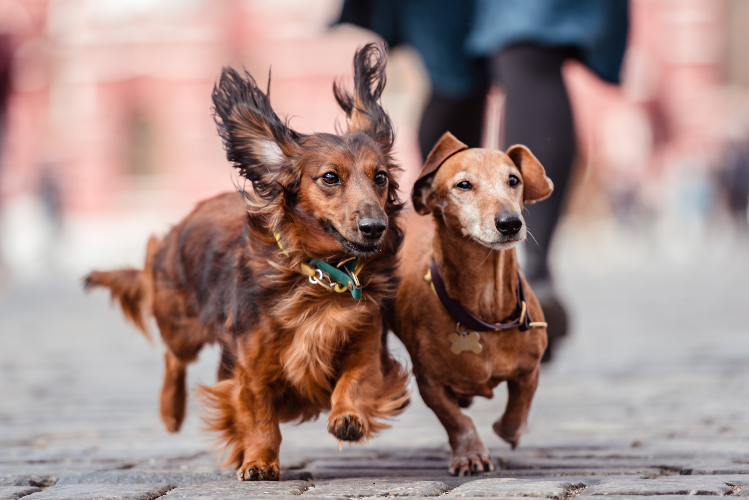 Таксы на Красной площади. Семейный Фотограф в Москве Ирина Хохлова