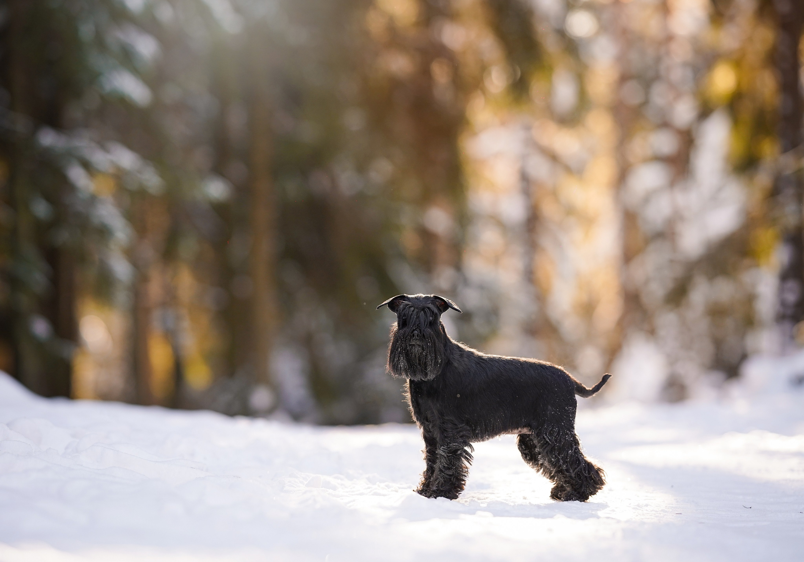 Настя Энзо и Мия. Фотограф-анималист в Санкт-Петербурге Яна Мартынова